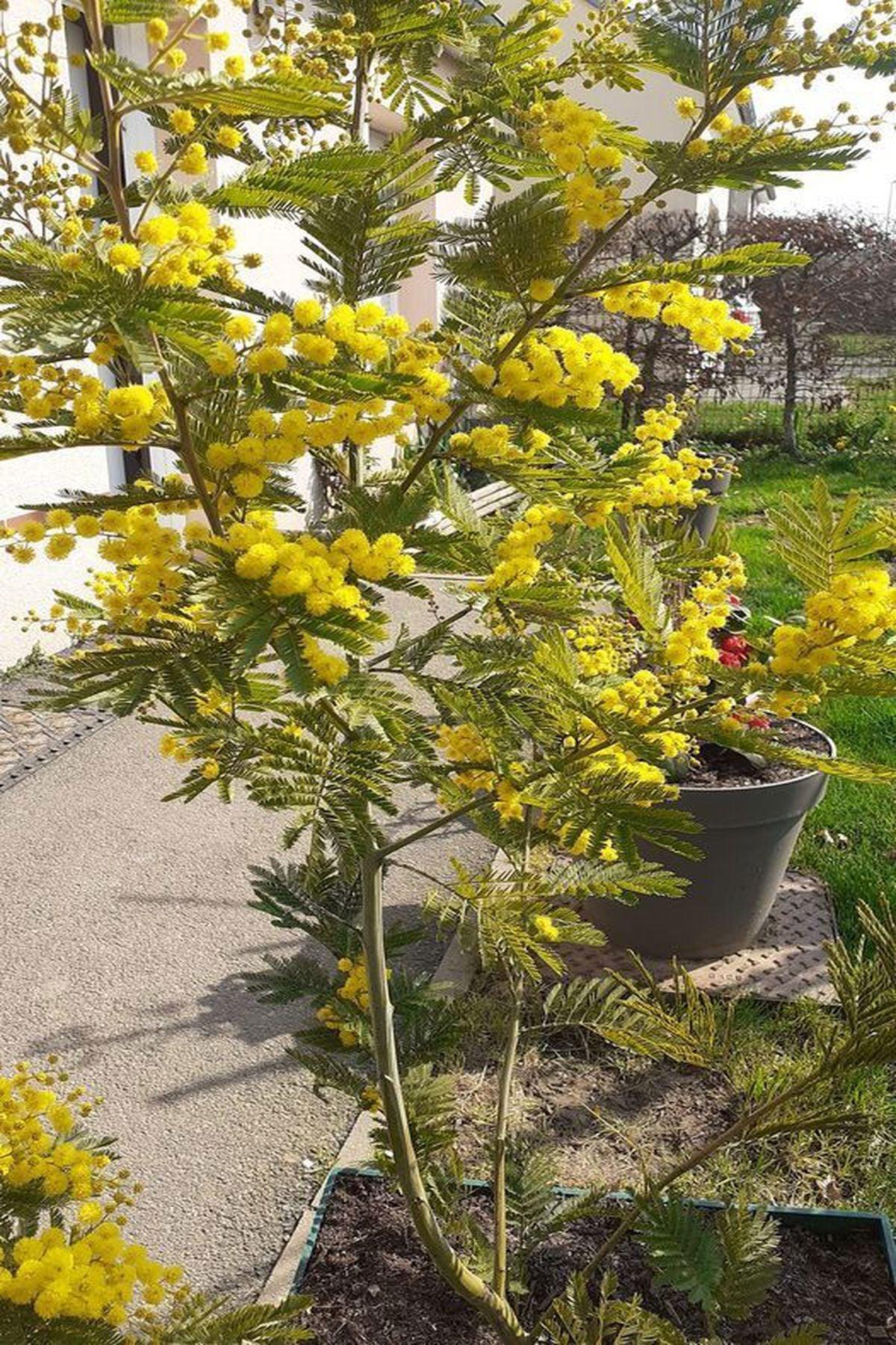 2 Adet Acacia Dealbata (Mimoza Ağacı) 80-120cm – Bahçenize Sarı Bir Bahar Şöleni!