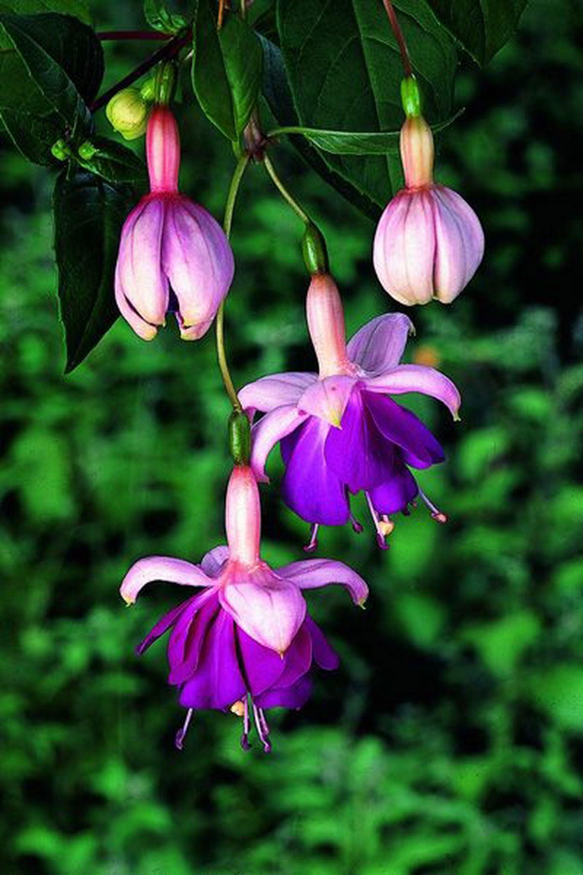10 Adet "Royal Mosaic Küpe Çiçeği Fidesi - Fuchsia X Hybrida - Mini Saksı 5-10 cm"