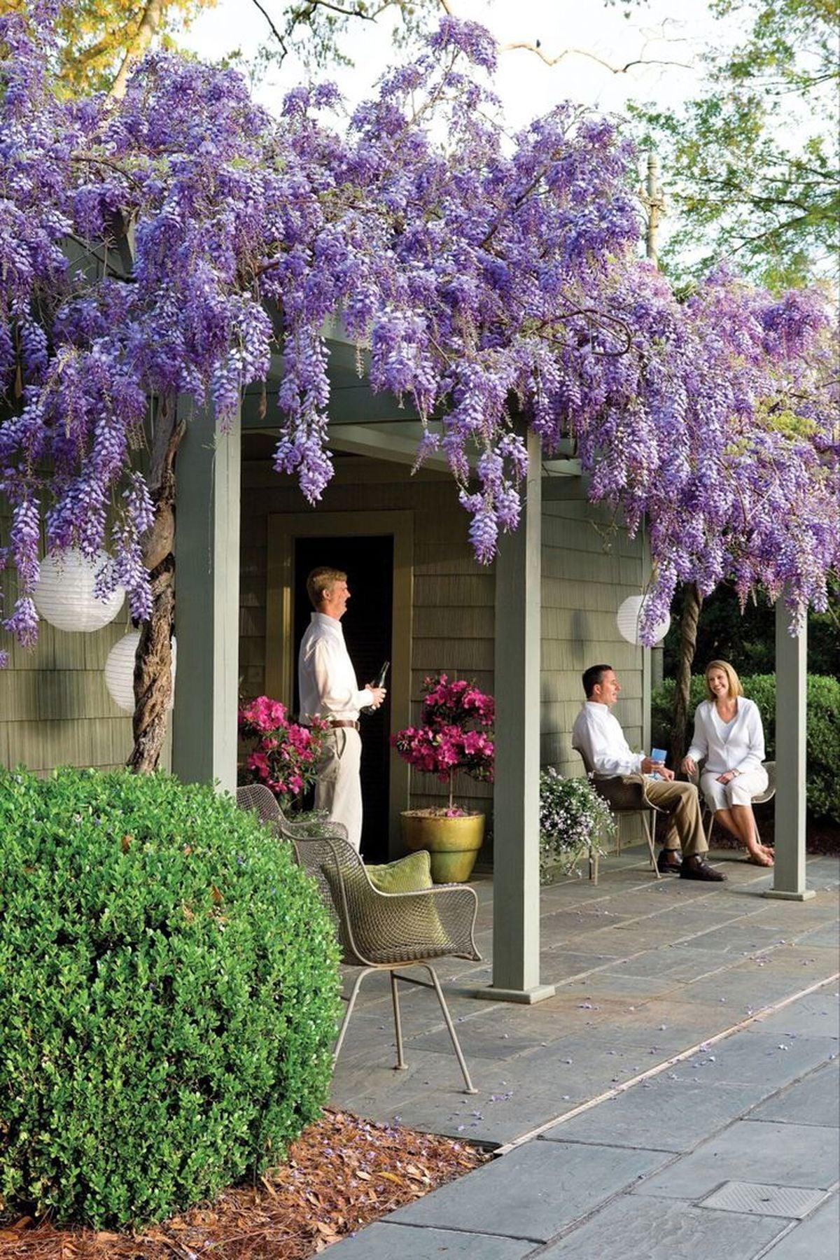 2 Adet Wisteria sinensis Kokulu Çin Morsalkım (Mor Salkım) Fidanı (120-150cm) – ModaBotanik’te!