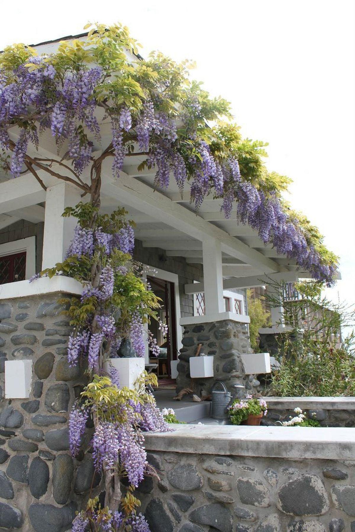2 Adet Wisteria sinensis Kokulu Çin Morsalkım (Mor Salkım) Fidanı (120-150cm) – ModaBotanik’te!