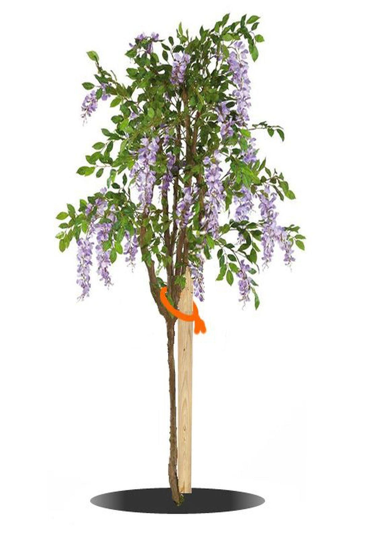 2 Adet Wisteria sinensis Kokulu Çin Morsalkım (Mor Salkım) Fidanı (120-150cm) – ModaBotanik’te!