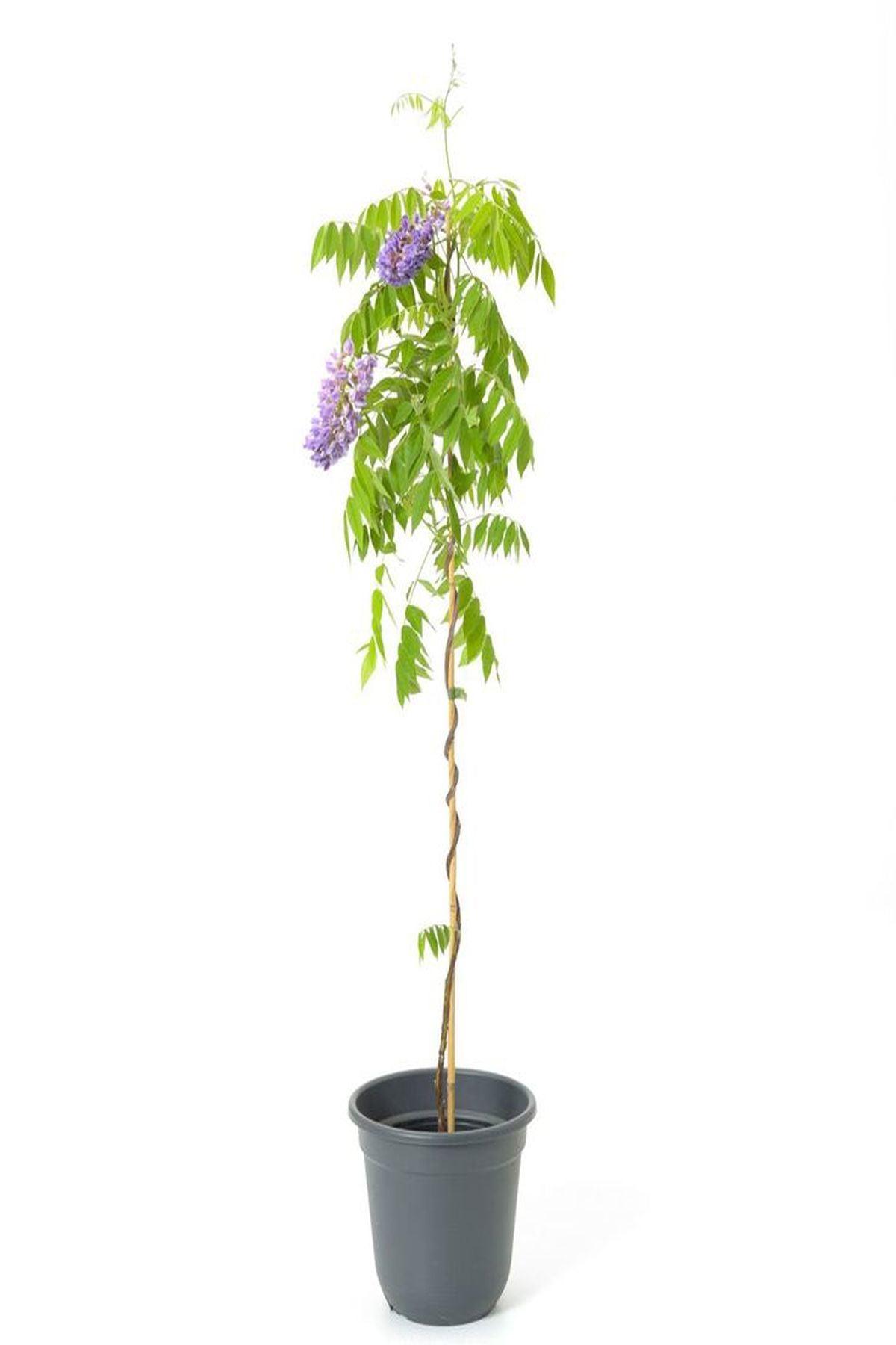 2 Adet Wisteria sinensis Kokulu Çin Morsalkım (Mor Salkım) Fidanı (120-150cm) – ModaBotanik’te!
