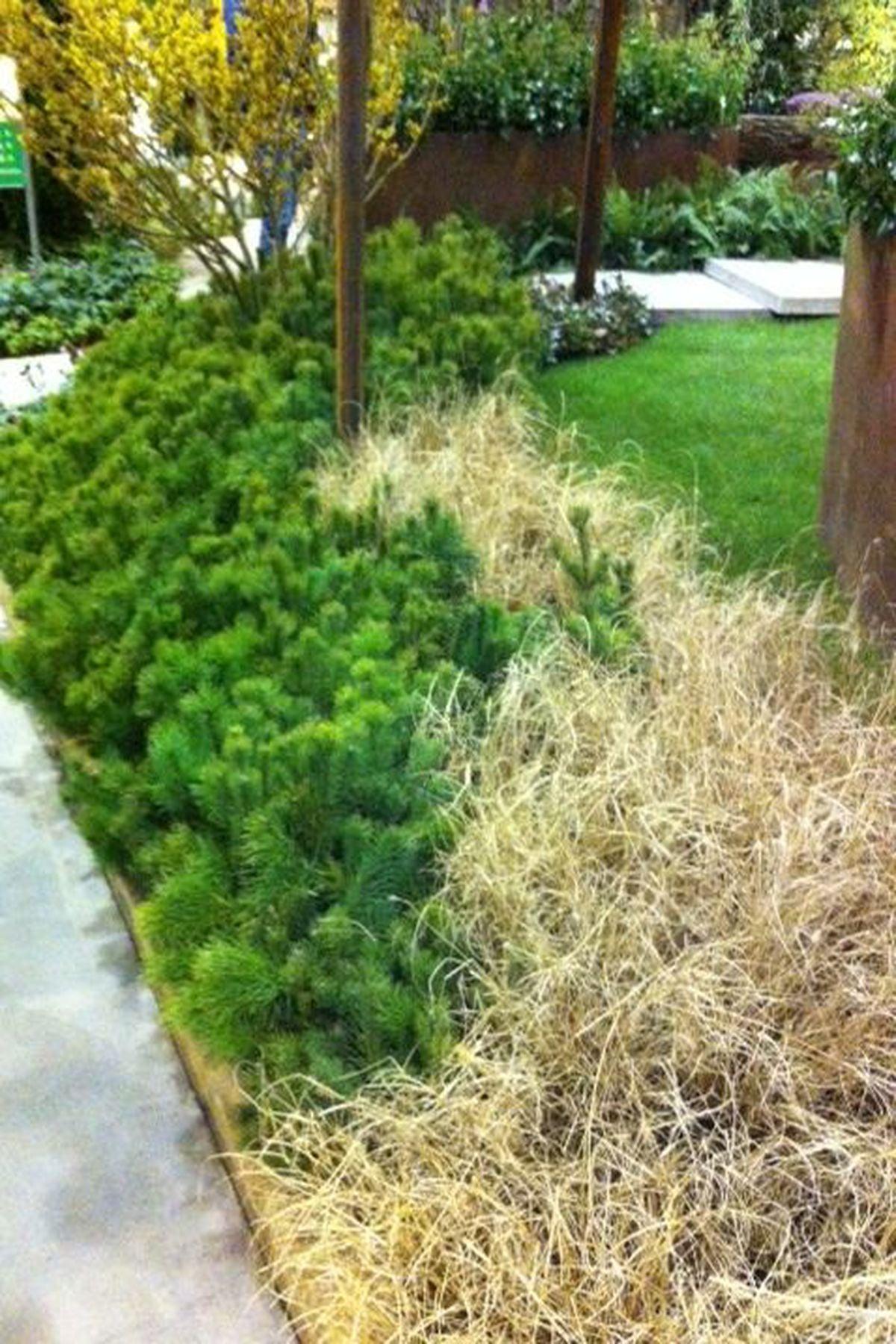 Pinus Mugo Bodur Dağ Çamı 40cm-60cm -Bahçenizin Doğal Şıklığı