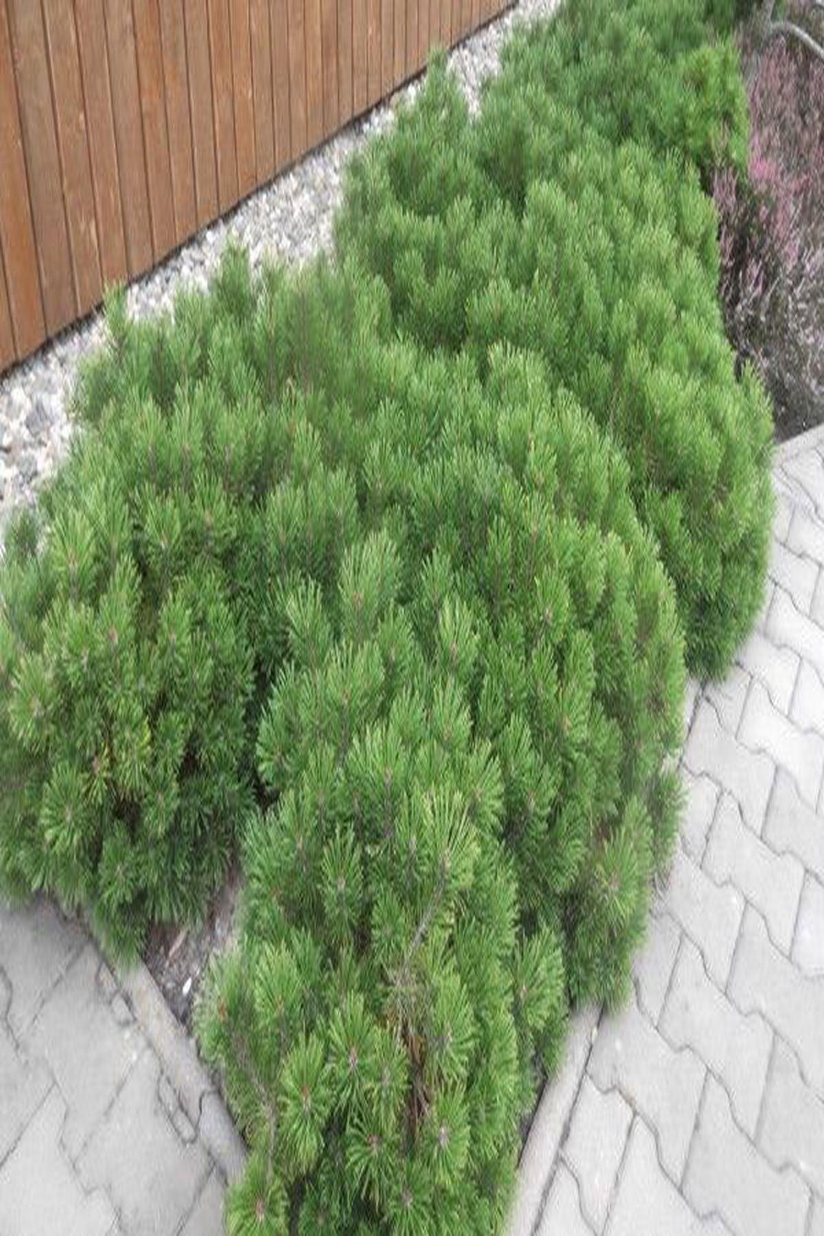Pinus Mugo Bodur Dağ Çamı 40cm-60cm -Bahçenizin Doğal Şıklığı