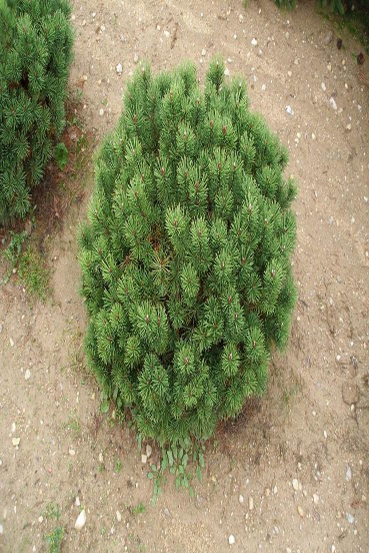 Pinus Mugo Bodur Dağ Çamı 40cm-60cm -Bahçenizin Doğal Şıklığı