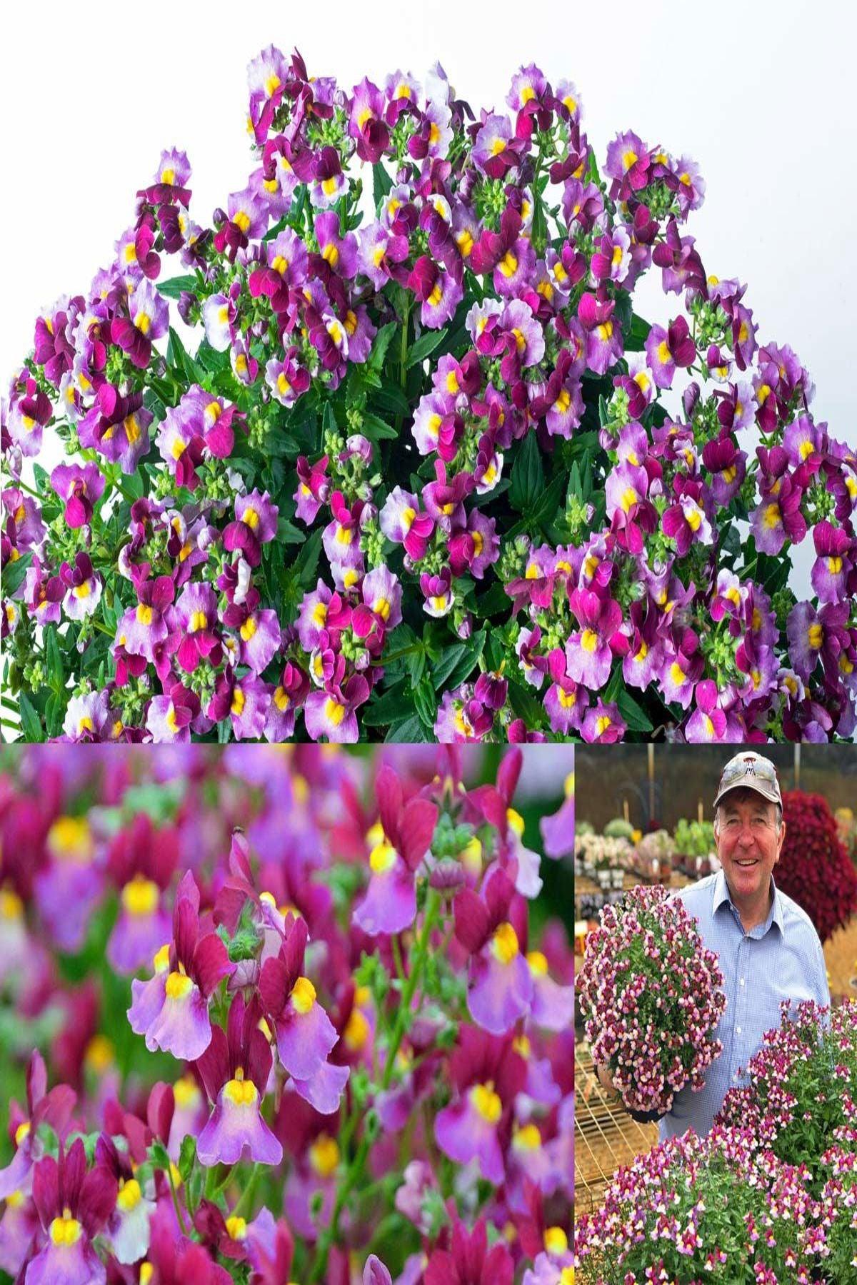 10 Adet Nemesia Mareto Burgundy Rose Fidesi (Nemezya Çiçeği) Fidesi(6-10cm)- Bahçenize Zarafet Katın!