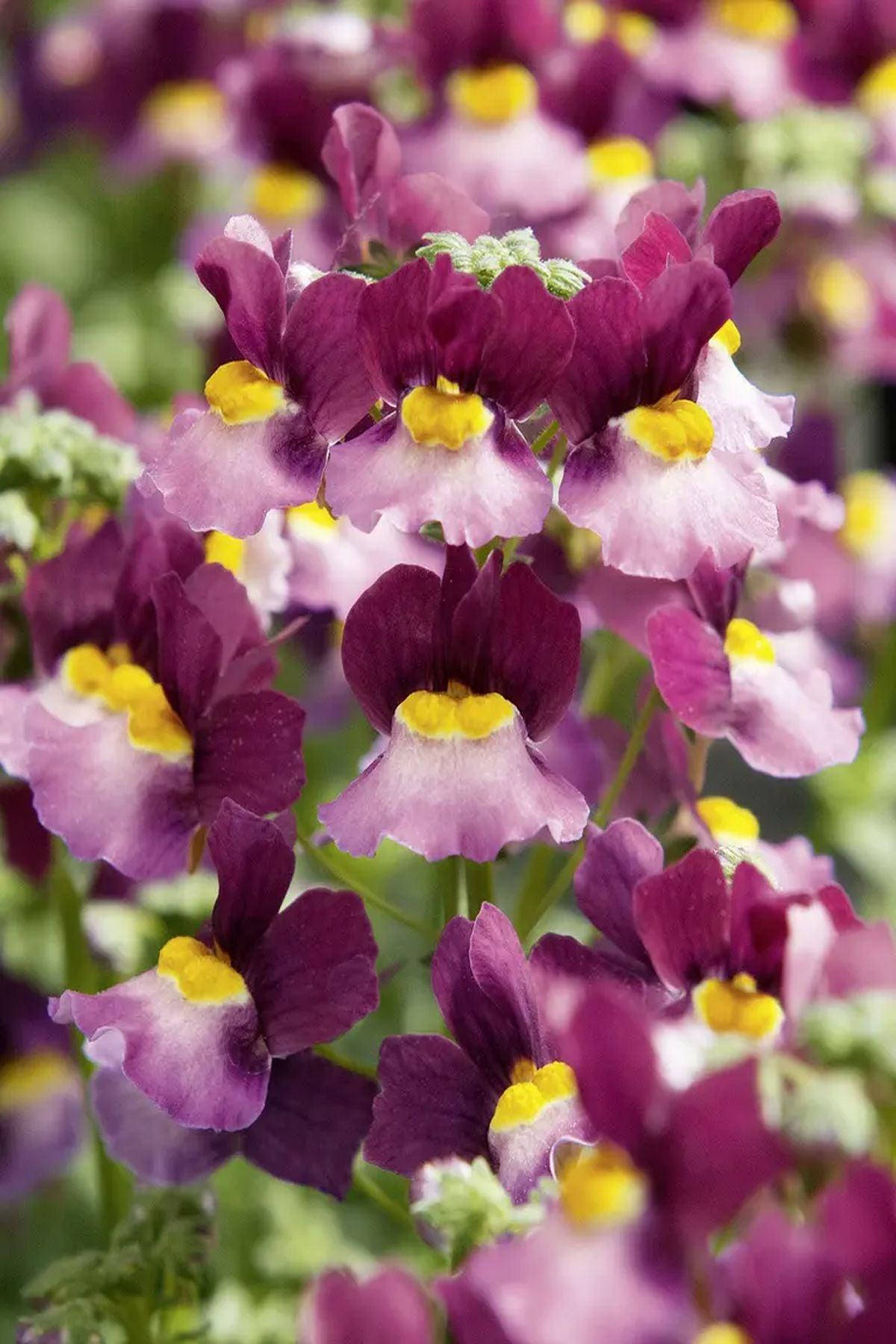 10 Adet Nemesia Mareto Burgundy Rose Fidesi (Nemezya Çiçeği) Fidesi(6-10cm)- Bahçenize Zarafet Katın!