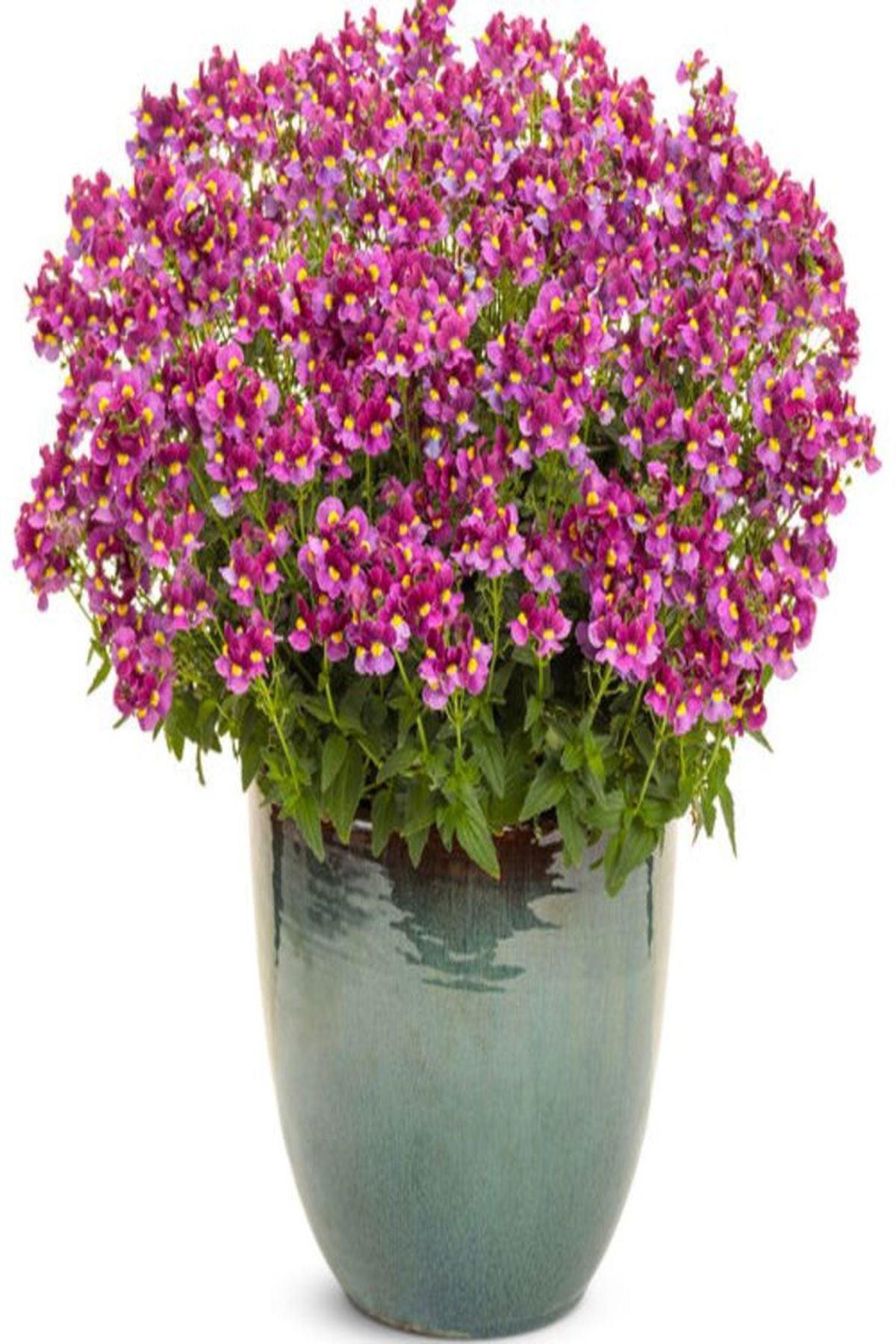 10 Adet Nemesia Mareto Burgundy Rose Fidesi (Nemezya Çiçeği) Fidesi(6-10cm)- Bahçenize Zarafet Katın!