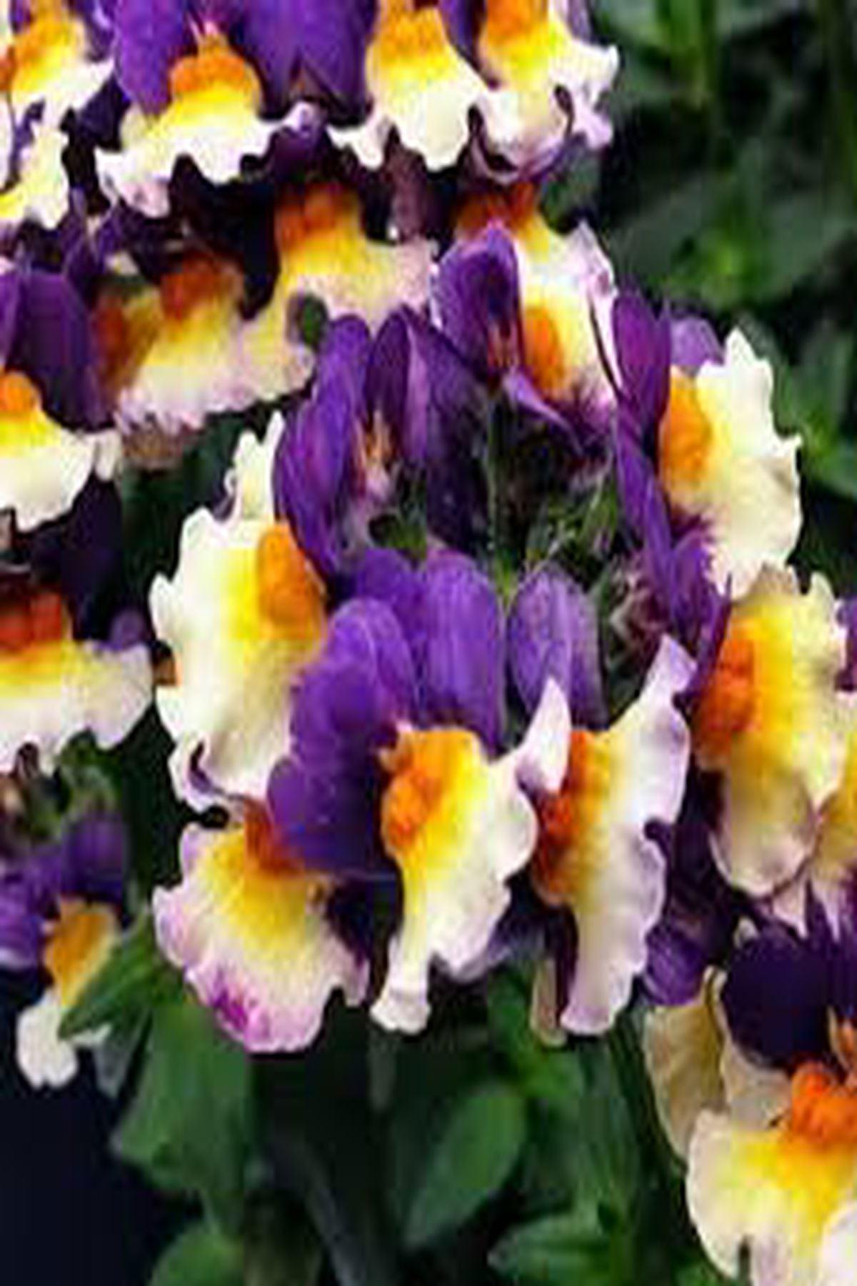 10 Adet Nemesia Mareto Blue Cream (Nemezya Çiçeği) Fidesi(6-10cm) – Bahçenize Renk ve Zarafet Katın!