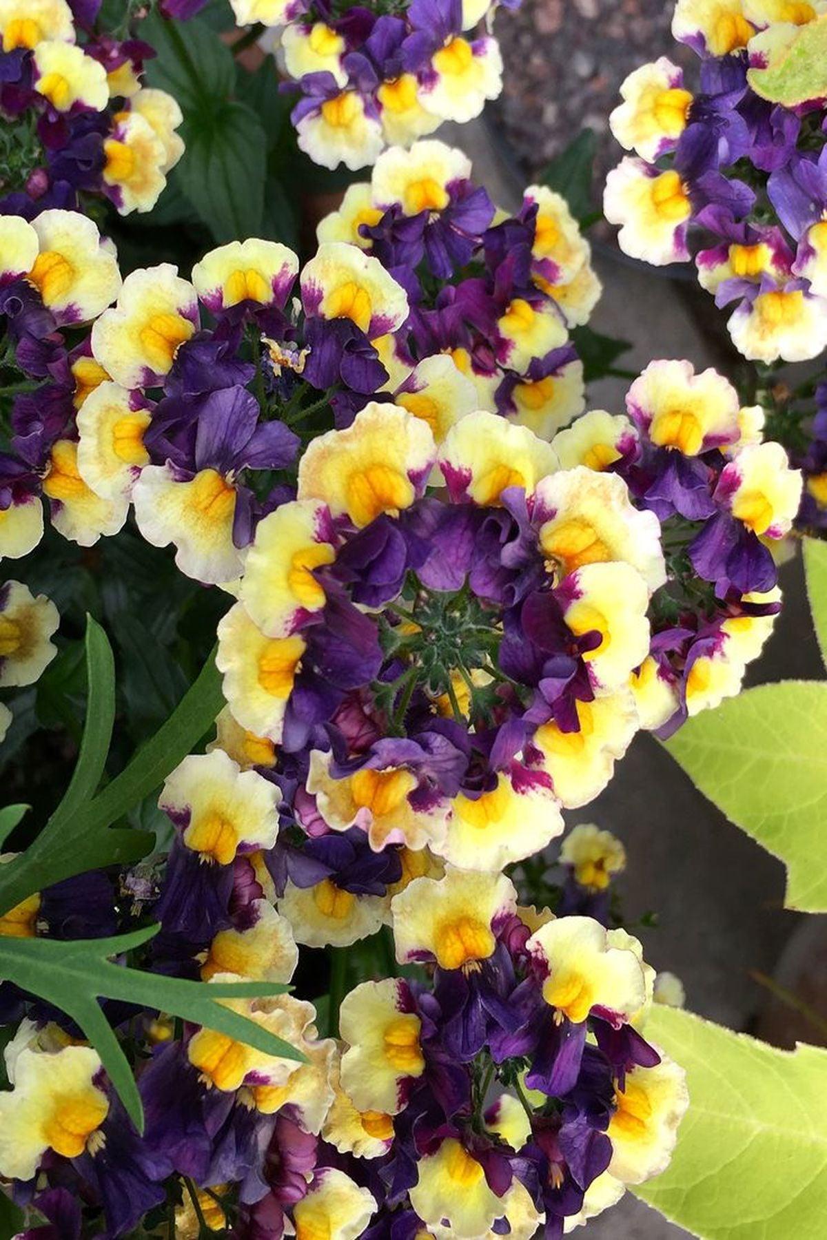 10 Adet Nemesia Mareto Blue Cream (Nemezya Çiçeği) Fidesi(6-10cm) – Bahçenize Renk ve Zarafet Katın!