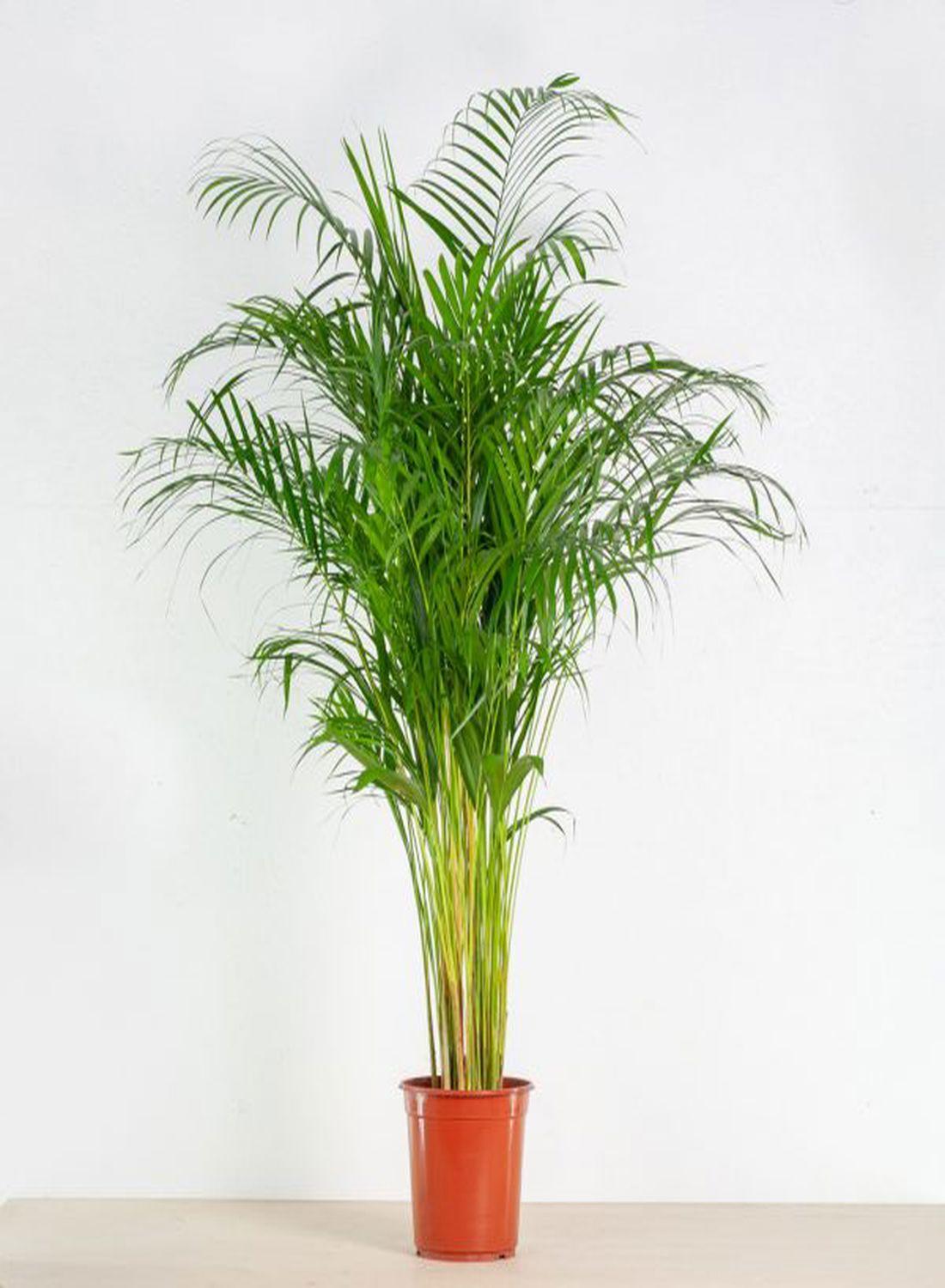 Areka Palmiyesi - Dypsis Lutescens: 100-120 cm XXL Boyutta Çok Sık Köklü Bitki | Hediye ve Dekorasyon İçin