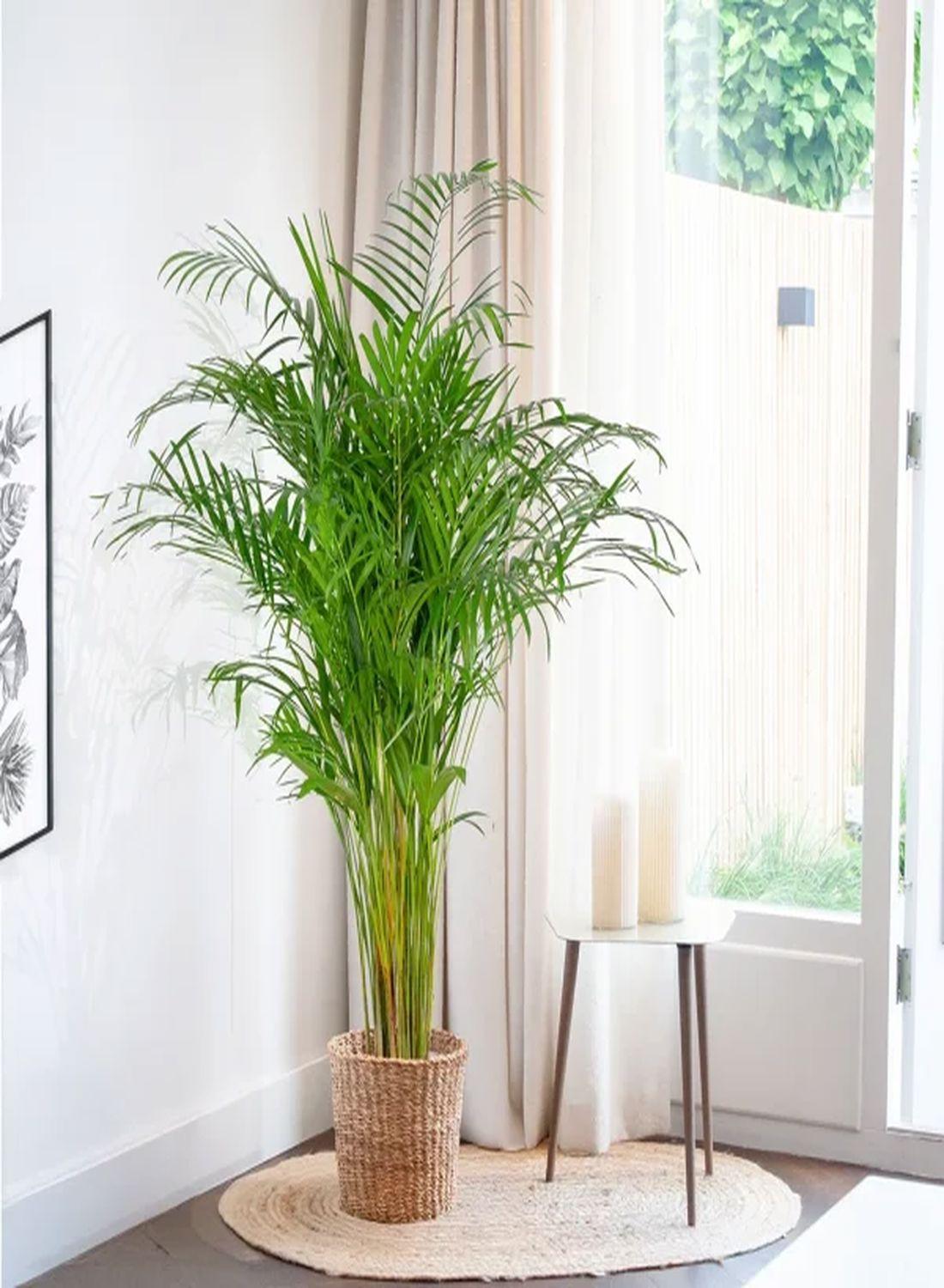 Areka Palmiyesi - Dypsis Lutescens: 100-120 cm XXL Boyutta Çok Sık Köklü Bitki | Hediye ve Dekorasyon İçin