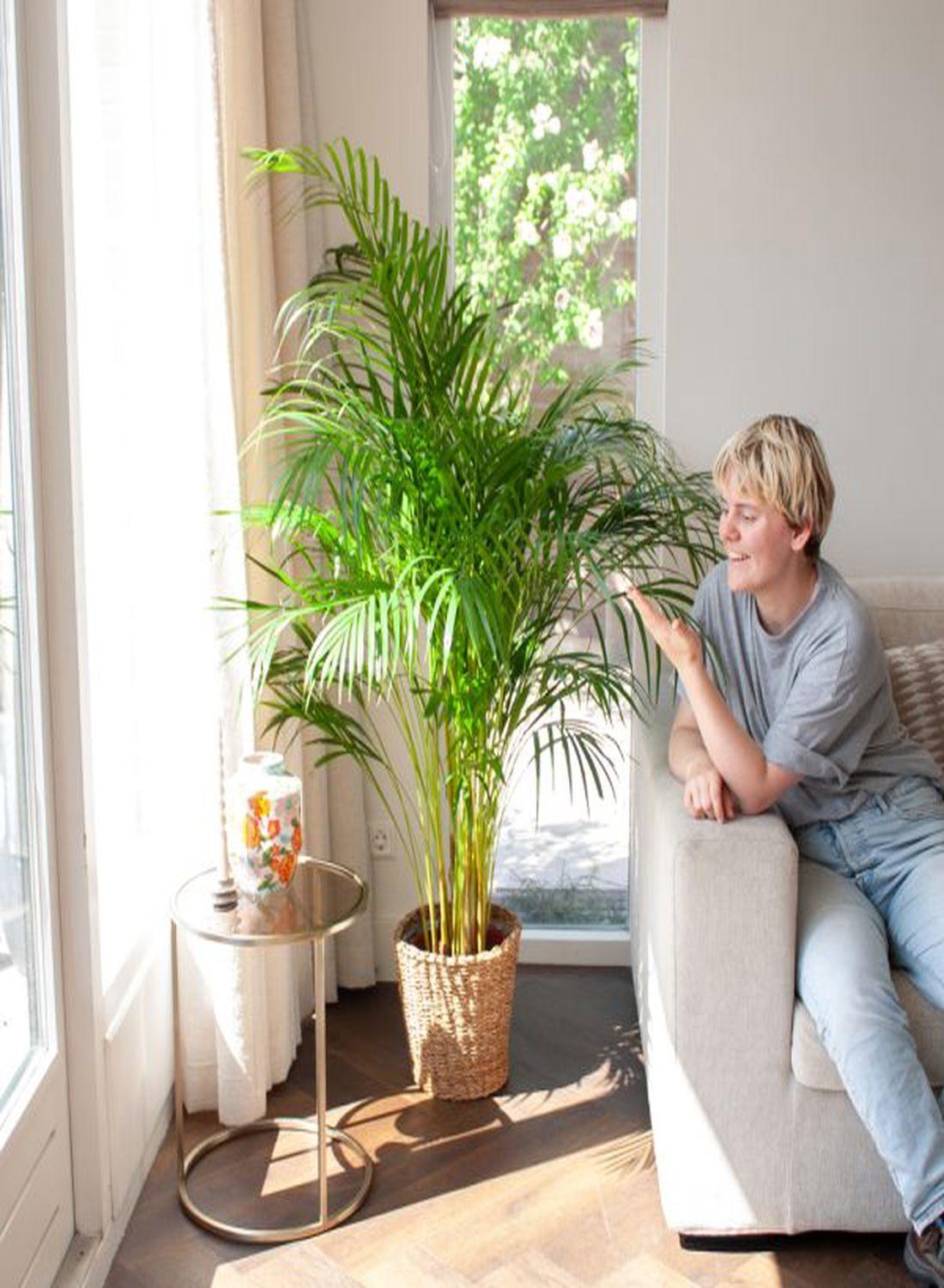 Areka Palmiyesi - Dypsis Lutescens: 100-120 cm XXL Boyutta Çok Sık Köklü Bitki | Hediye ve Dekorasyon İçin