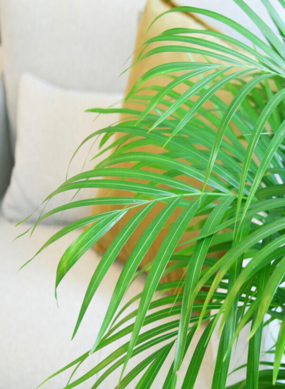 Areka Palmiyesi - Dypsis Lutescens: 100-120 cm XXL Boyutta Çok Sık Köklü Bitki | Hediye ve Dekorasyon İçin
