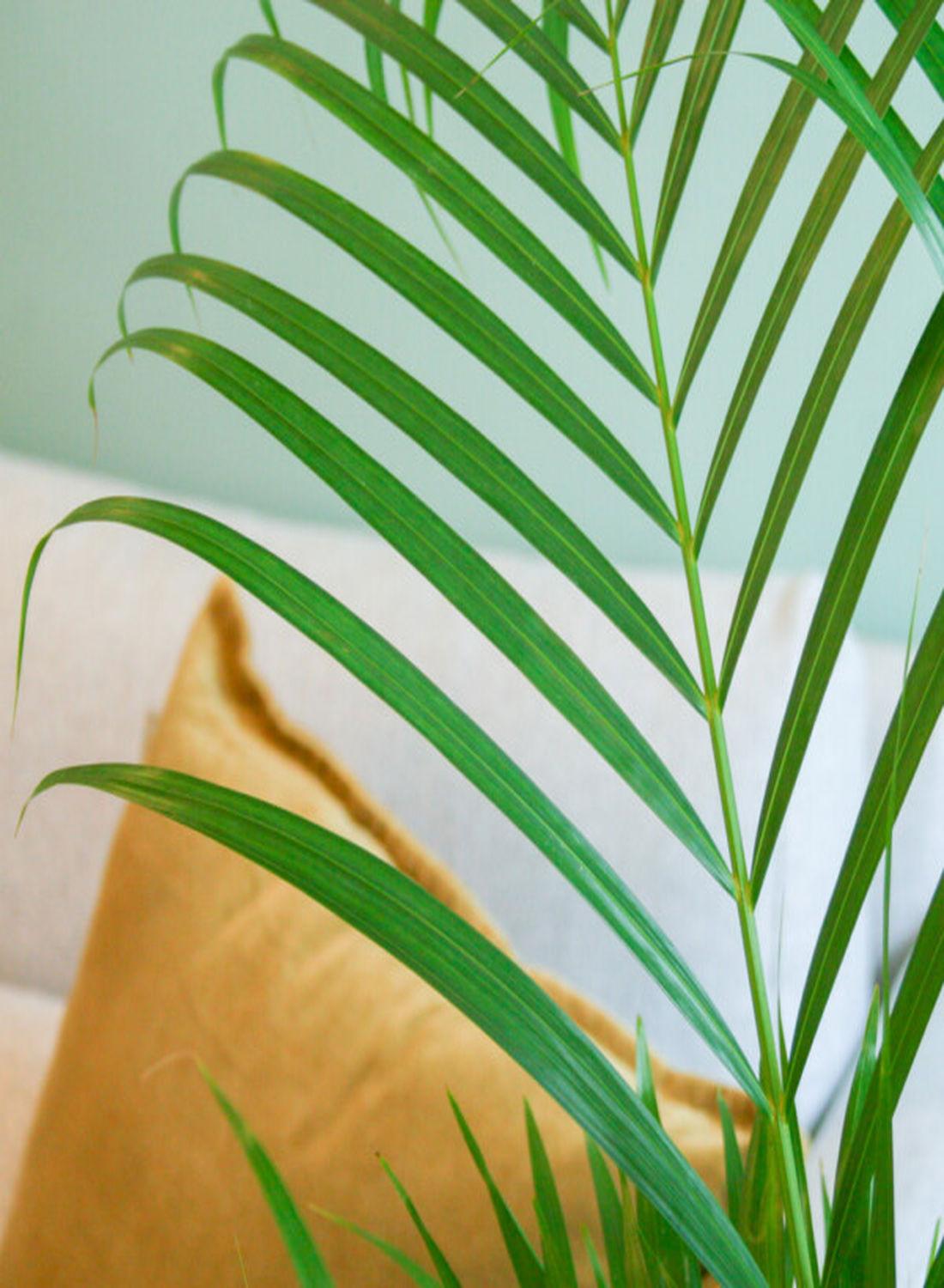 Areka Palmiyesi - Dypsis Lutescens: 100-120 cm XXL Boyutta Çok Sık Köklü Bitki | Hediye ve Dekorasyon İçin