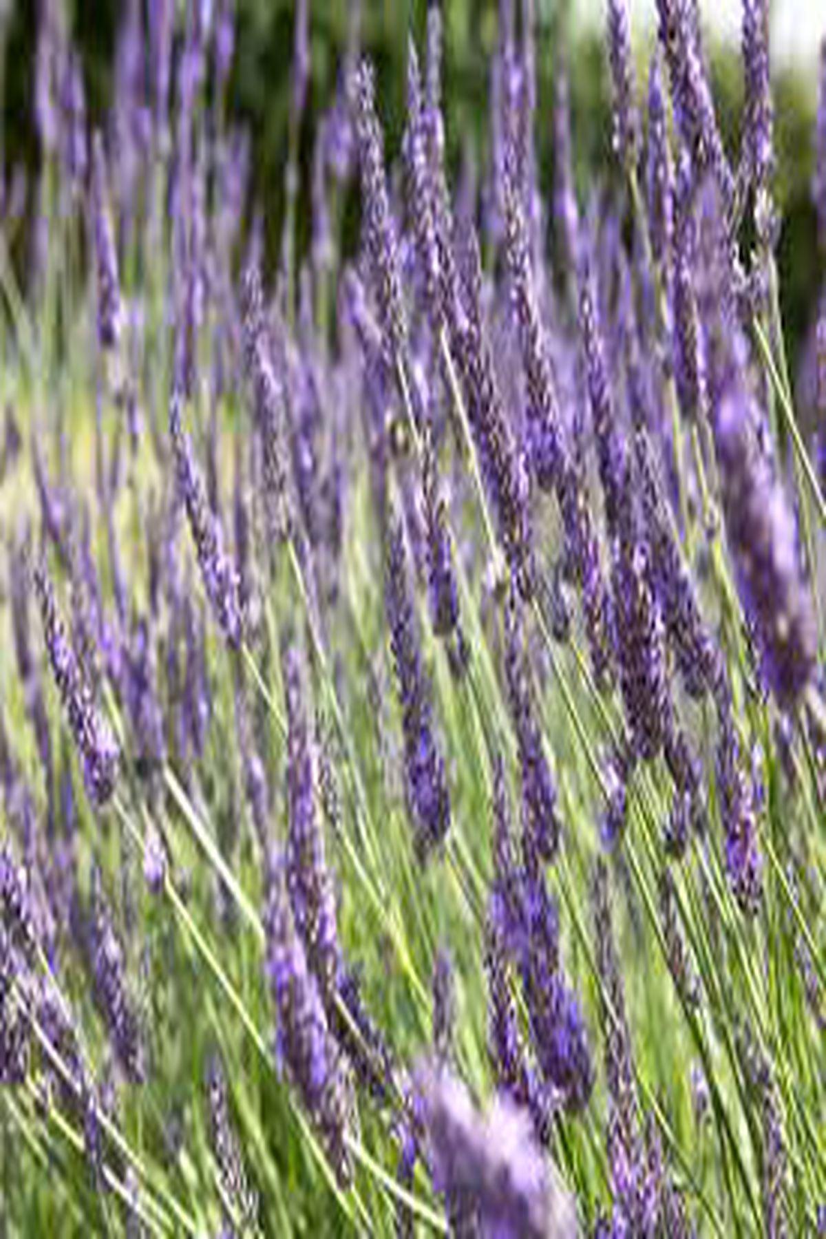 10 Adet Grosso Lavanta Fidesi (mini saksı 5-10 cm) (Lavandula x Intermedia Grosso Fidesi
