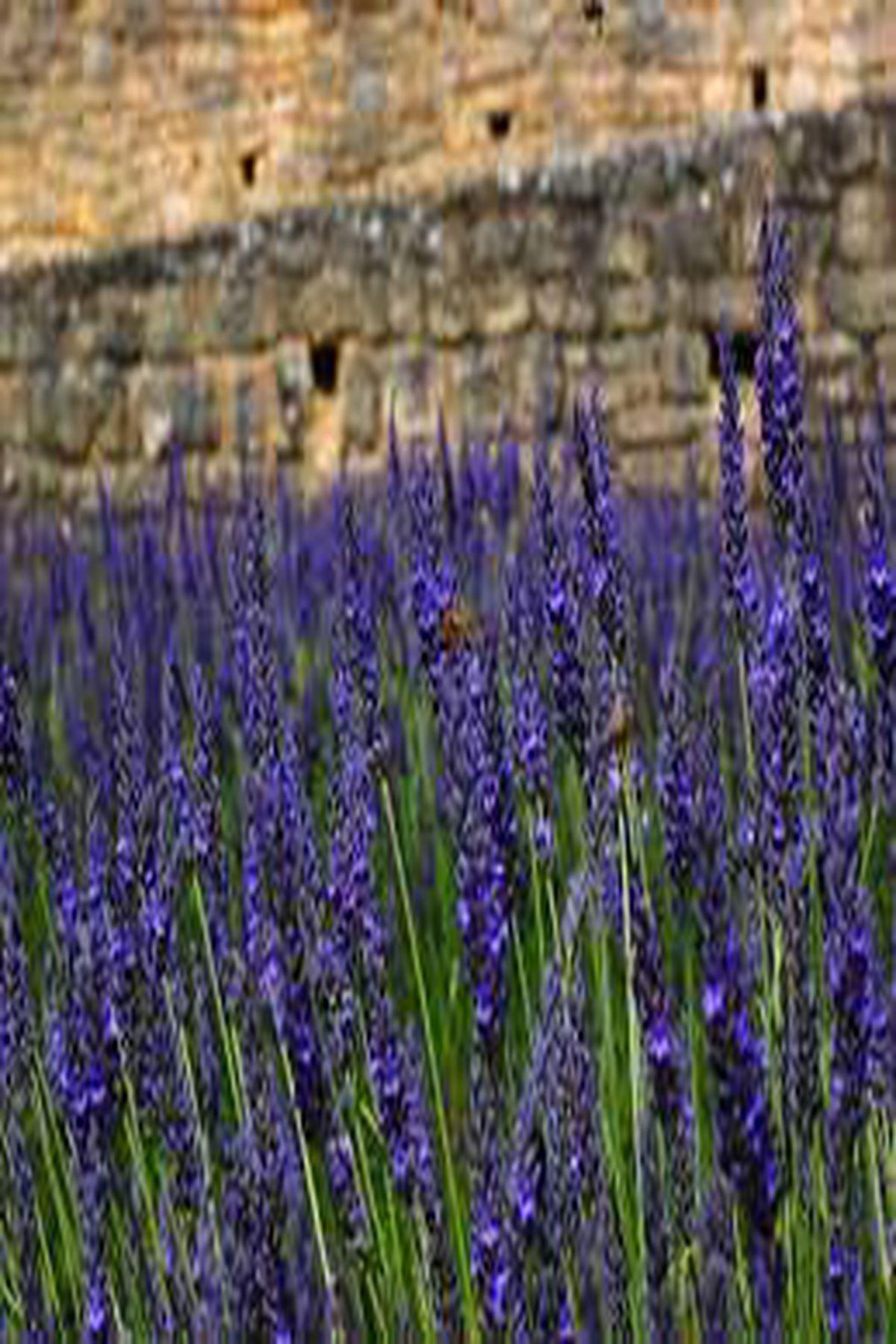 10 Adet Grosso Lavanta Fidesi (mini saksı 5-10 cm) (Lavandula x Intermedia Grosso Fidesi