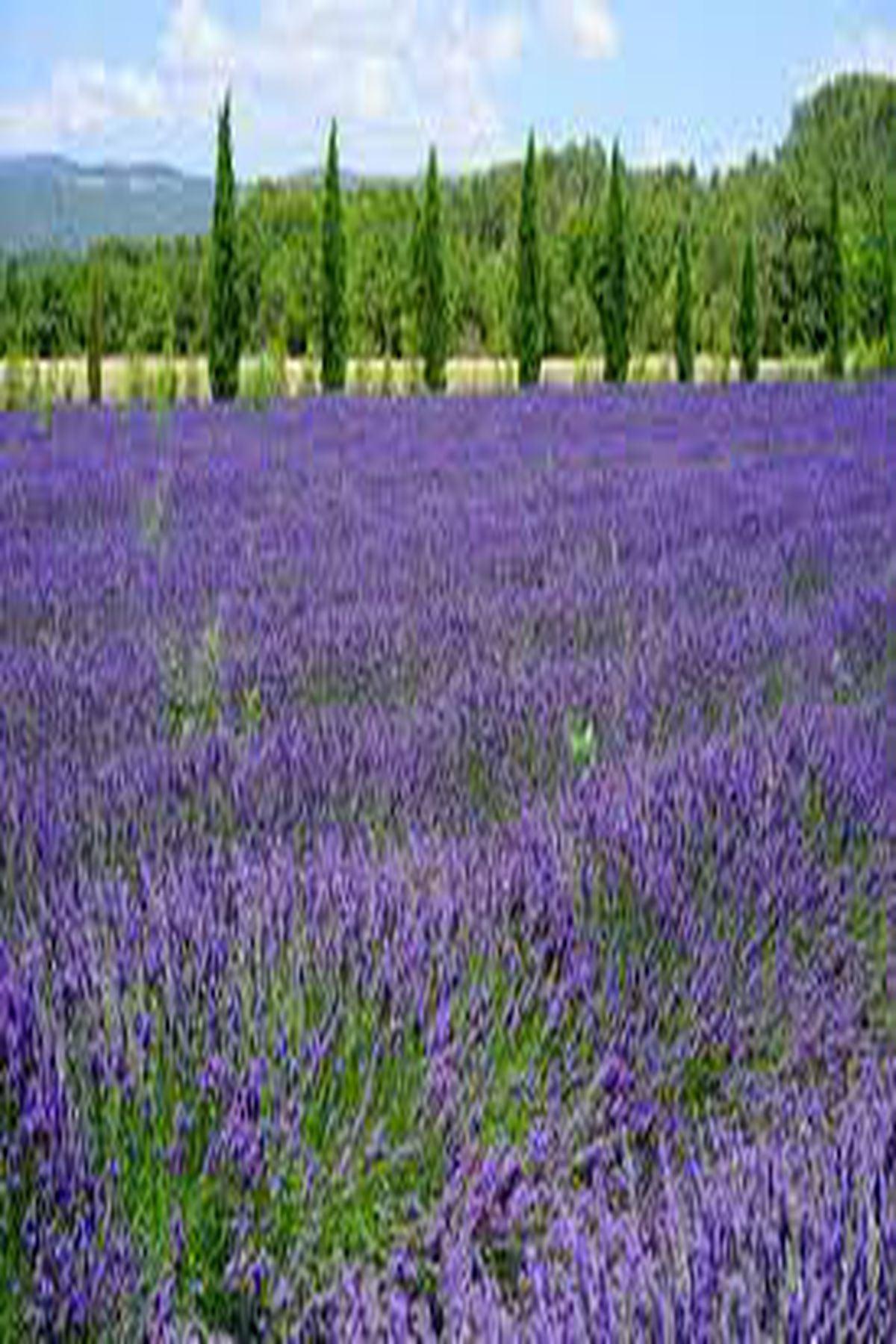 10 Adet Grosso Lavanta Fidesi (mini saksı 5-10 cm) (Lavandula x Intermedia Grosso Fidesi