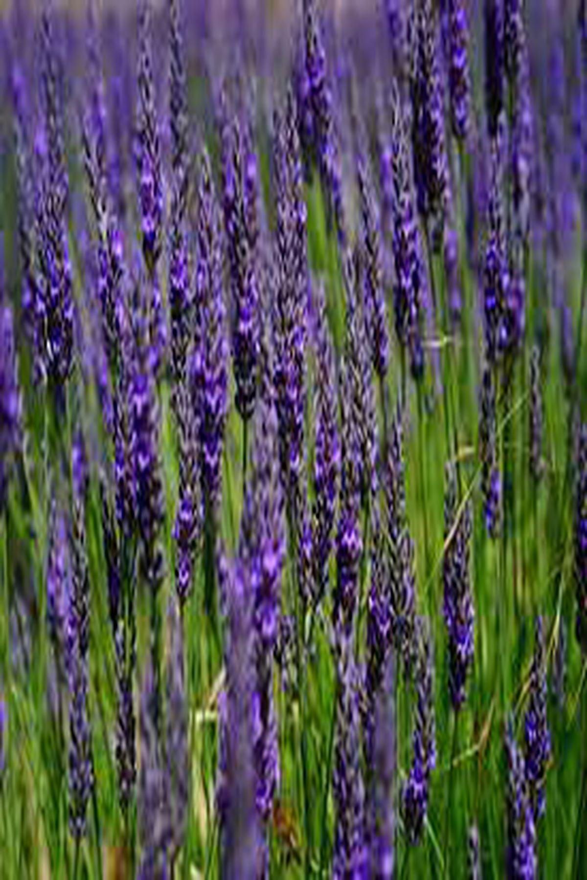 10 Adet Grosso Lavanta Fidesi (mini saksı 5-10 cm) (Lavandula x Intermedia Grosso Fidesi