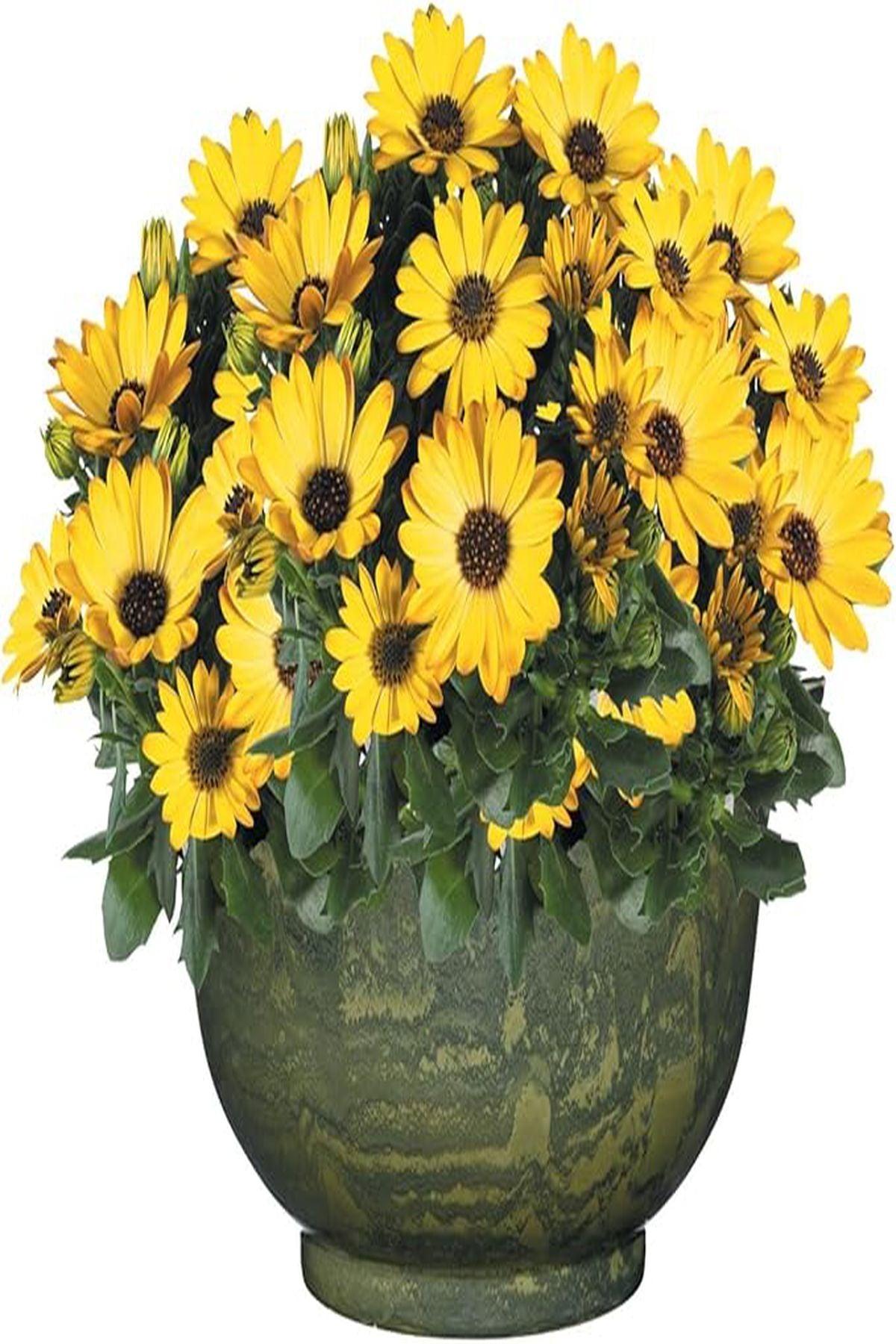 10 Adet Sarı Bodrum Papatyası Fidesi (mini saksı-5-10 cm)- Bahçenize Neşe ve Canlılık Katın!