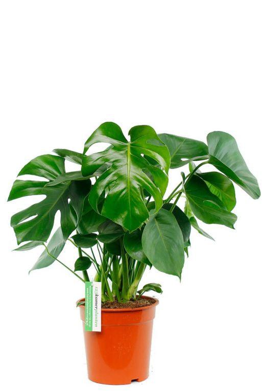 Deve Tabanı Çiçeği - Monstera Deliciosa (50-60 cm) | Yaşam Alanınıza Doğal Bir Dokunuş, Dekorasyonunuza Şıklık!