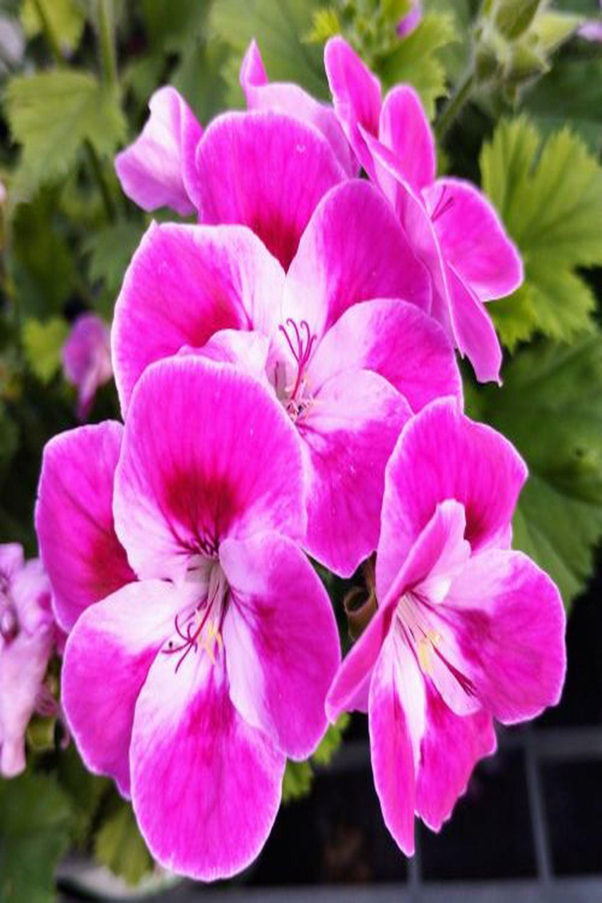 5 Adet Pinkerbell Sardunya Fidesi - Canan Pelargonium - Mini Saksı 5-10 cm