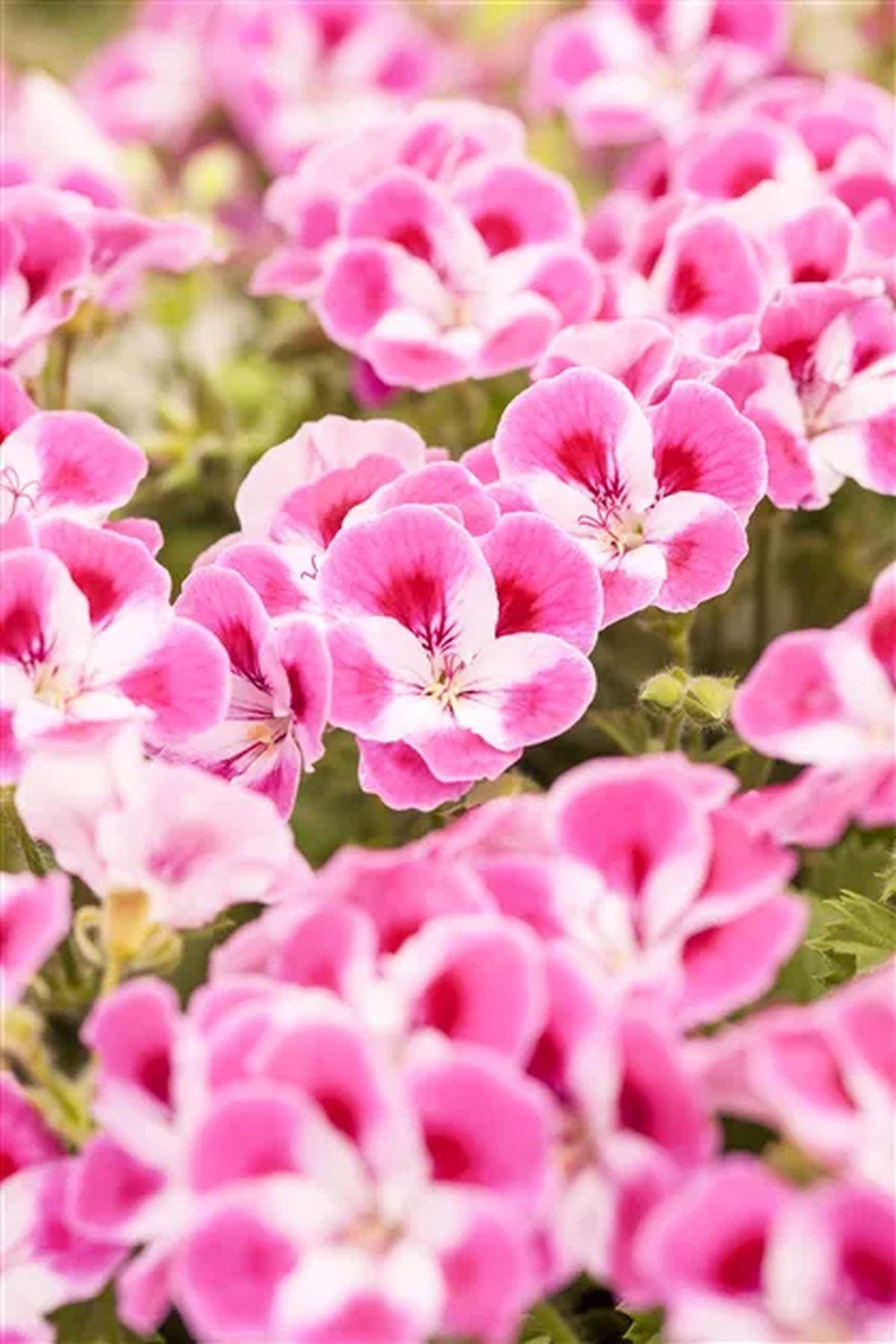 5 Adet Pinkerbell Sardunya Fidesi - Canan Pelargonium - Mini Saksı 5-10 cm
