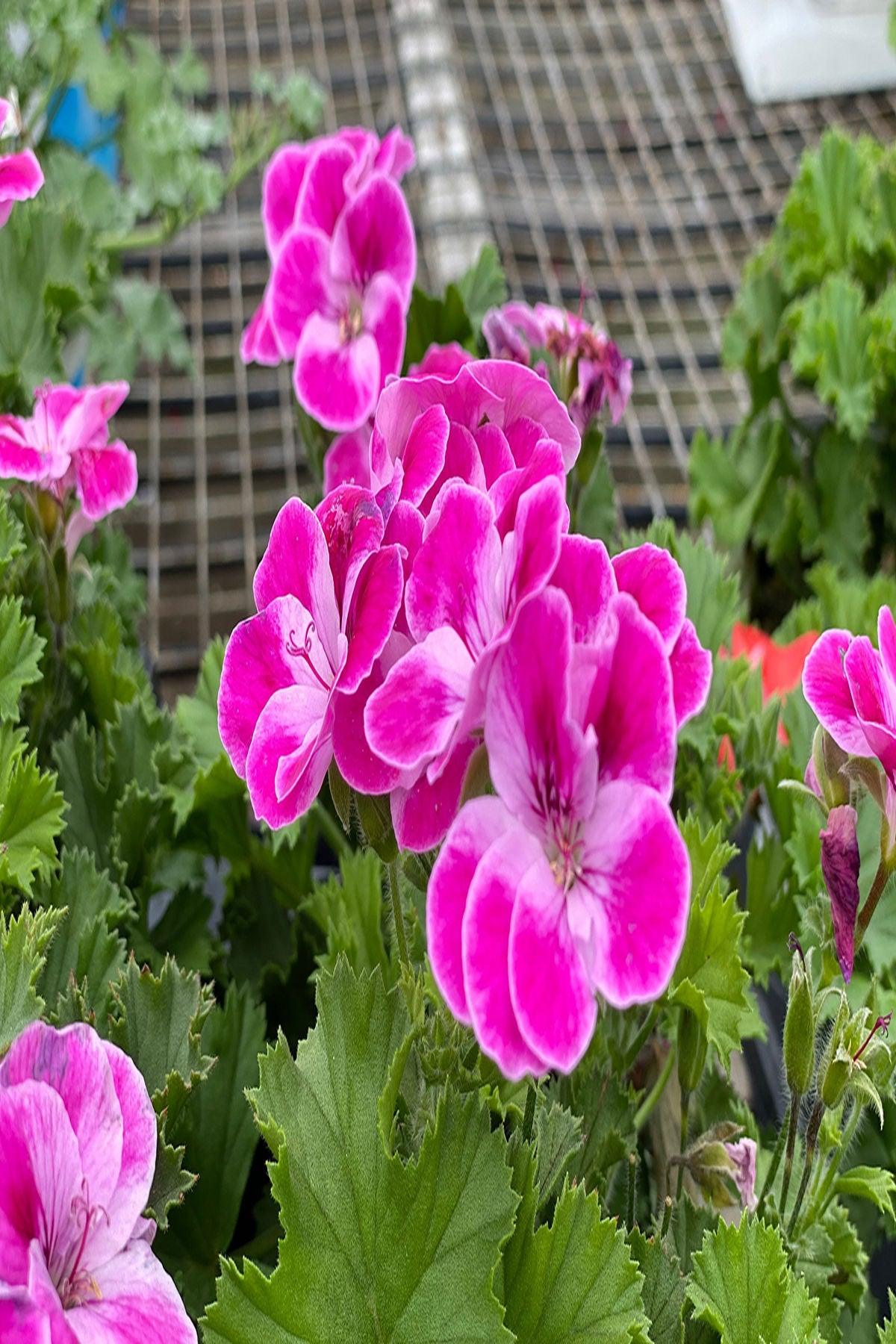 5 Adet Pinkerbell Sardunya Fidesi - Canan Pelargonium - Mini Saksı 5-10 cm