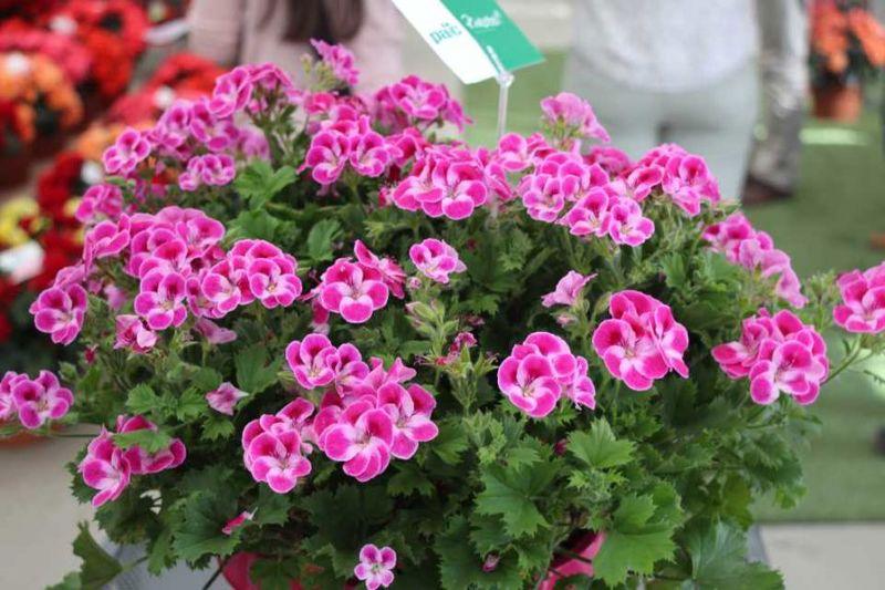 5 Adet Pinkerbell Sardunya Fidesi - Canan Pelargonium - Mini Saksı 5-10 cm