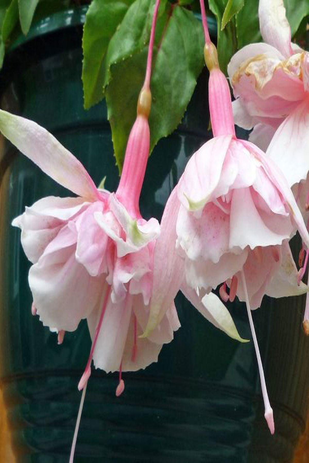 10 Adet"Küpeli Çiçeği Fidesi - Fuchsia Pink Marshmallow (Katmerli Çiçekli) - Mini Saksı 5-10 cm"