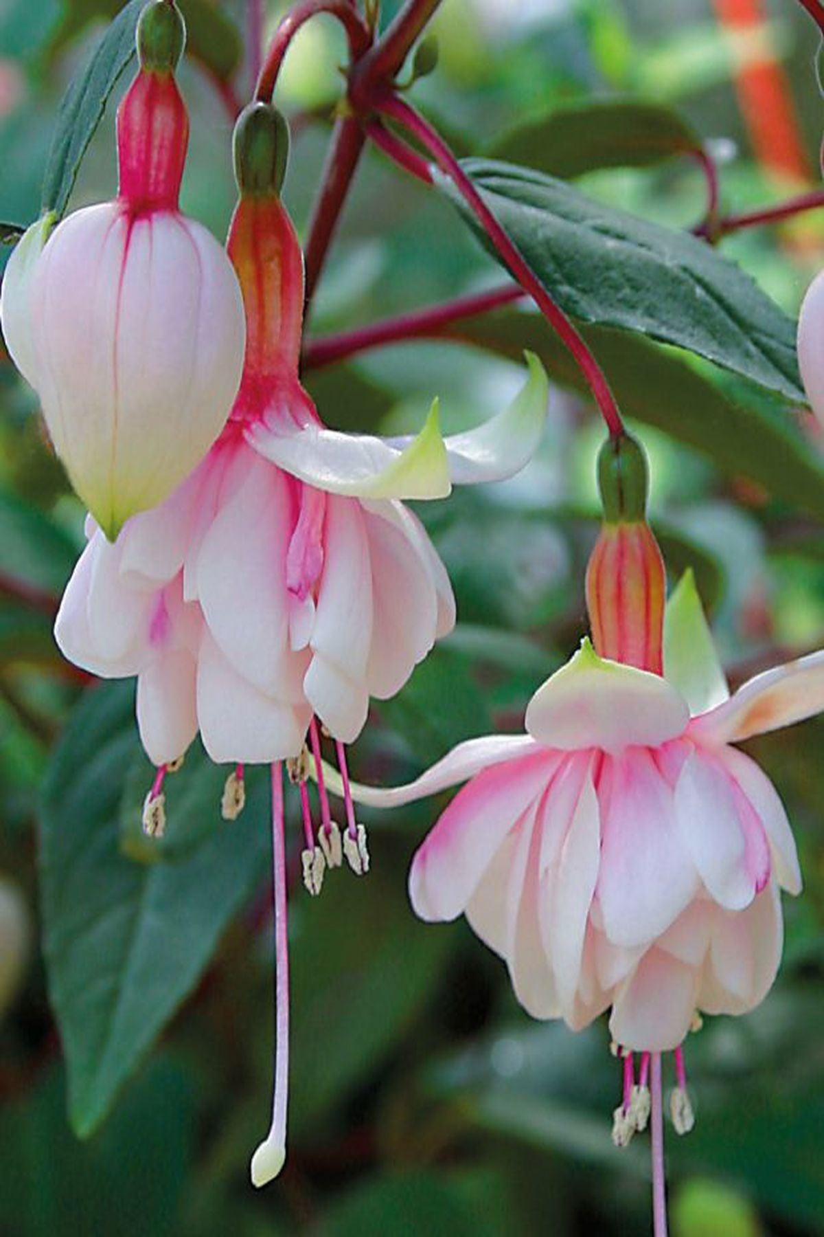 10 Adet"Küpeli Çiçeği Fidesi - Fuchsia Pink Marshmallow (Katmerli Çiçekli) - Mini Saksı 5-10 cm"