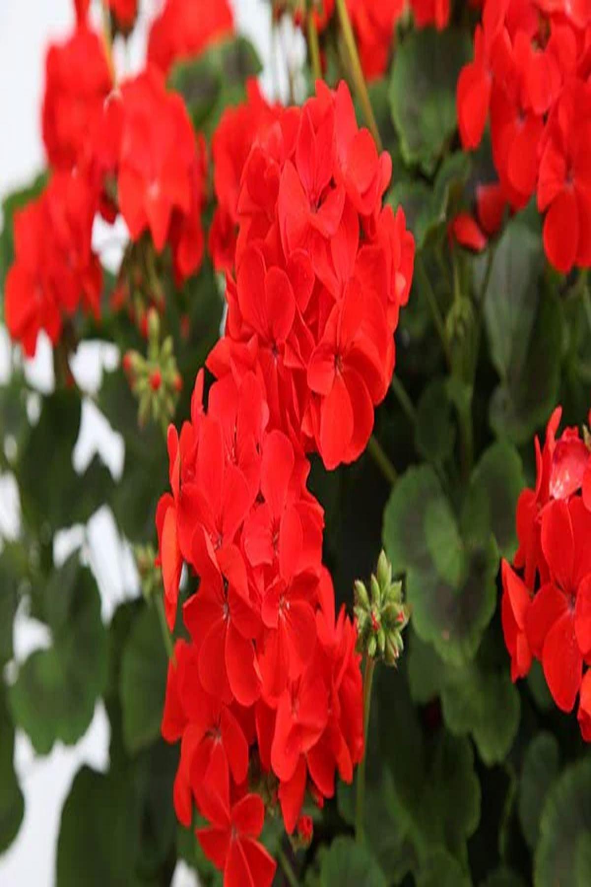 10 Adet Kırmızı Sardunya(pot saksı-5-10 cm)"Summer Lovers Scarlet: Yaz Boyu Canlı Kırmızı Çiçekler"