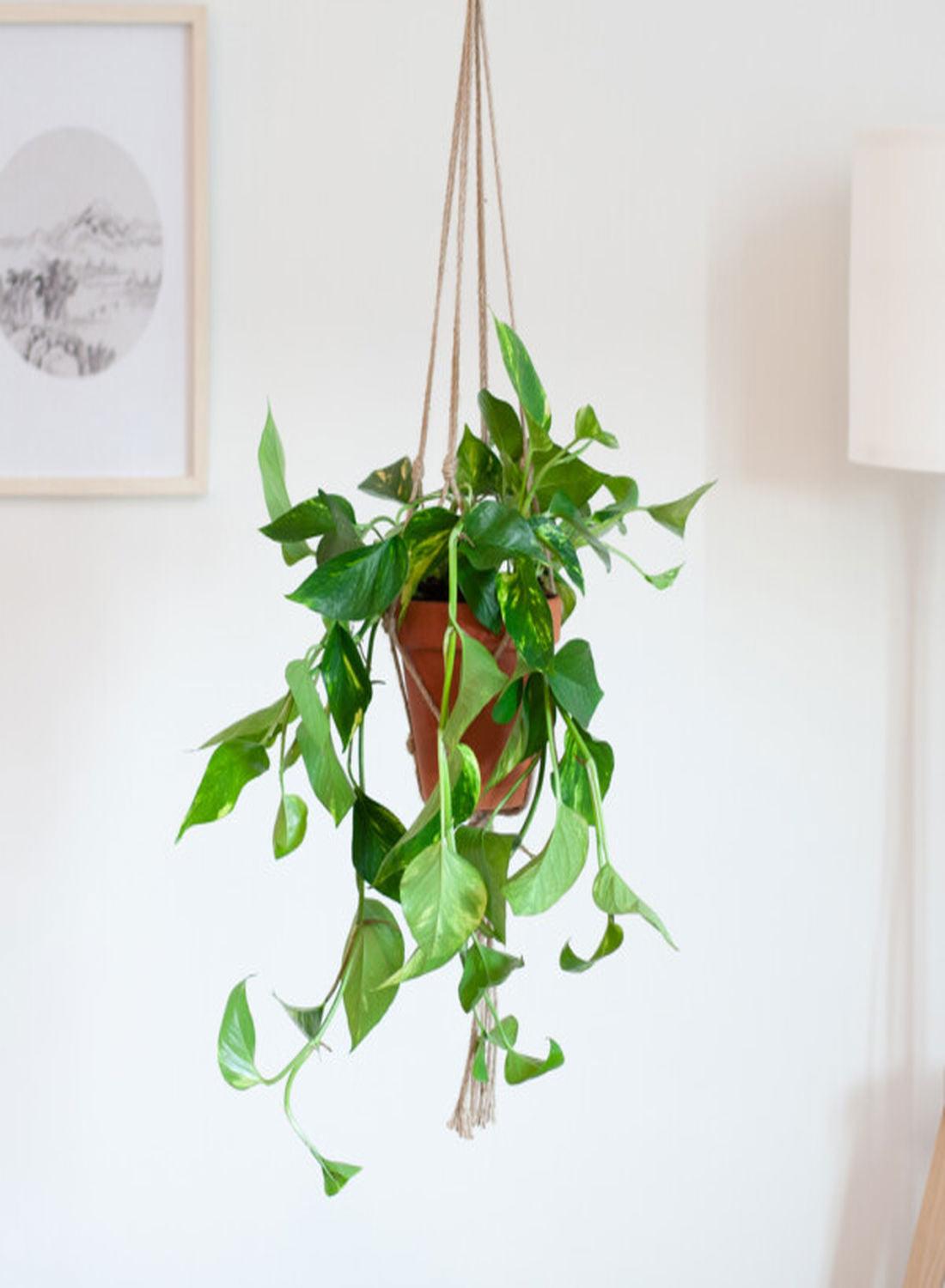 Golden Pothos - Askılı Patos Salon Sarmaşığı (40-50 cm) | Doğayı Evinize Taşıyın!