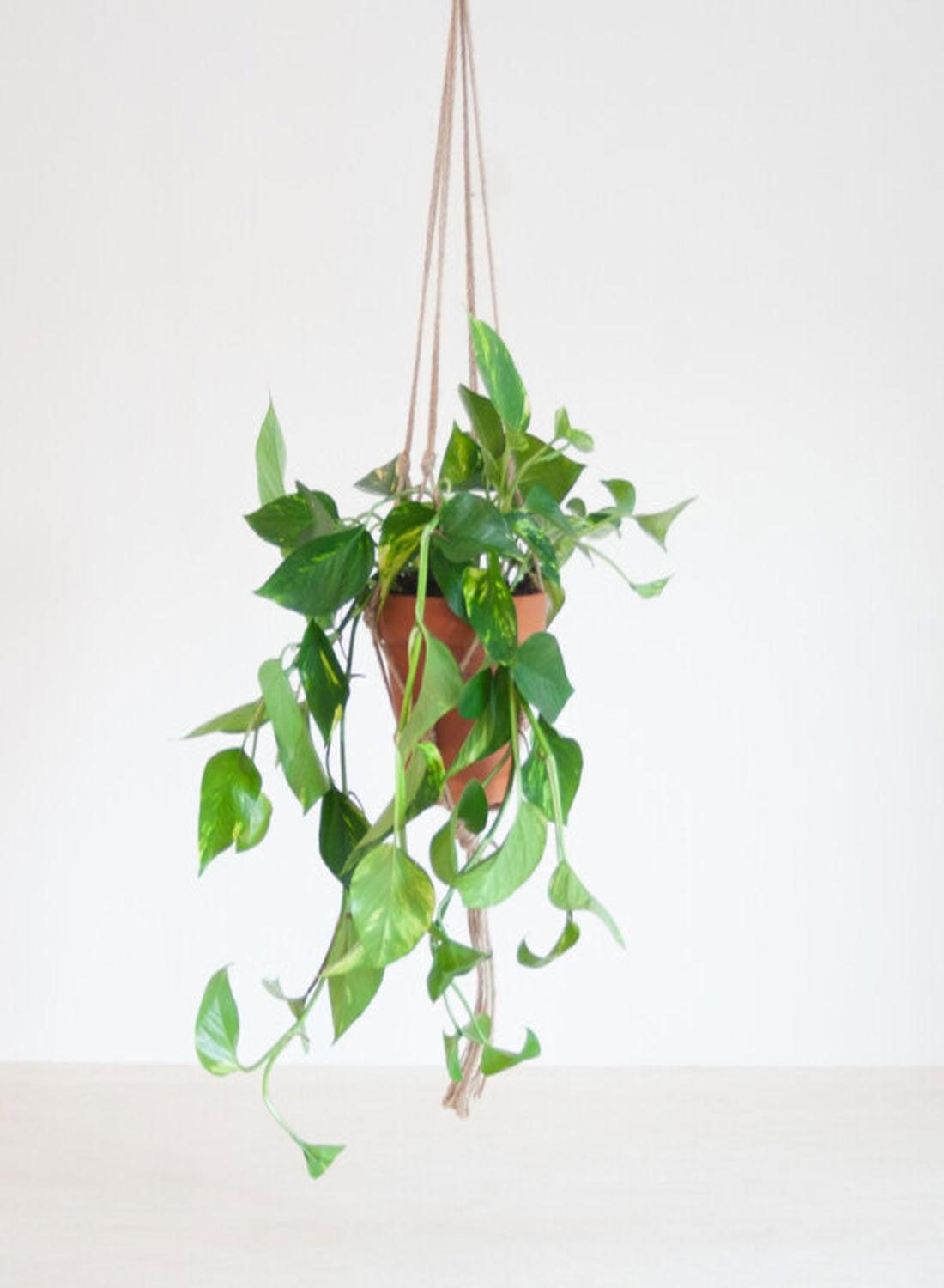 Golden Pothos - Askılı Patos Salon Sarmaşığı (40-50 cm) | Doğayı Evinize Taşıyın!