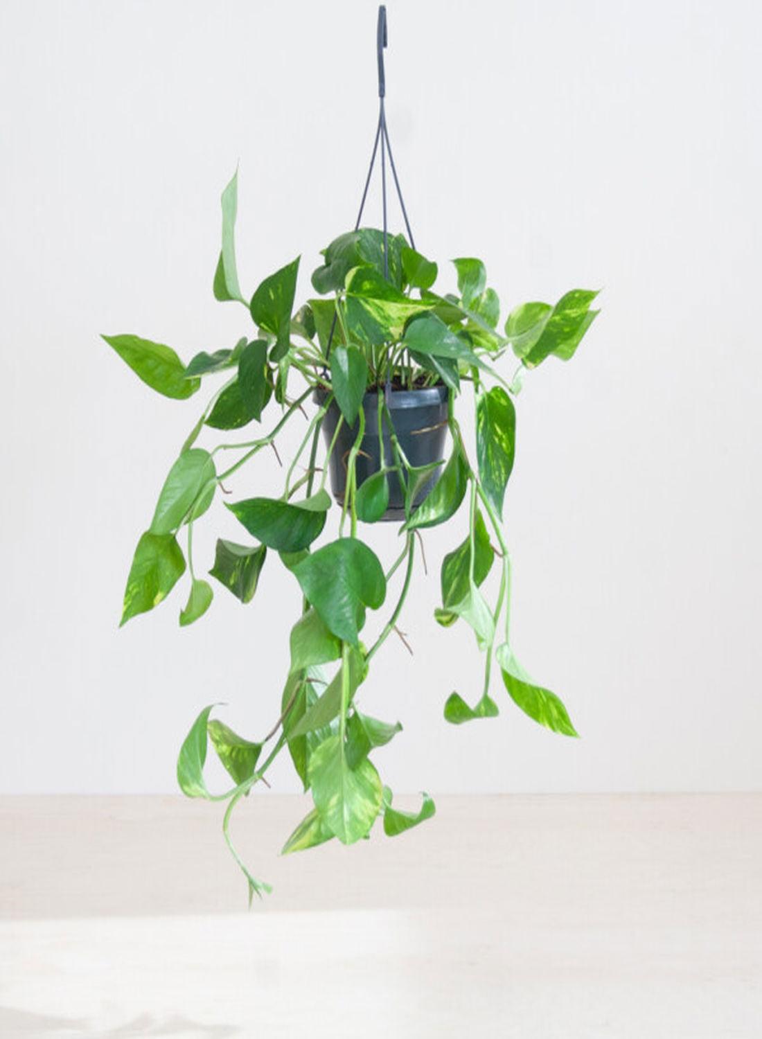 Golden Pothos - Askılı Patos Salon Sarmaşığı (40-50 cm) | Doğayı Evinize Taşıyın!