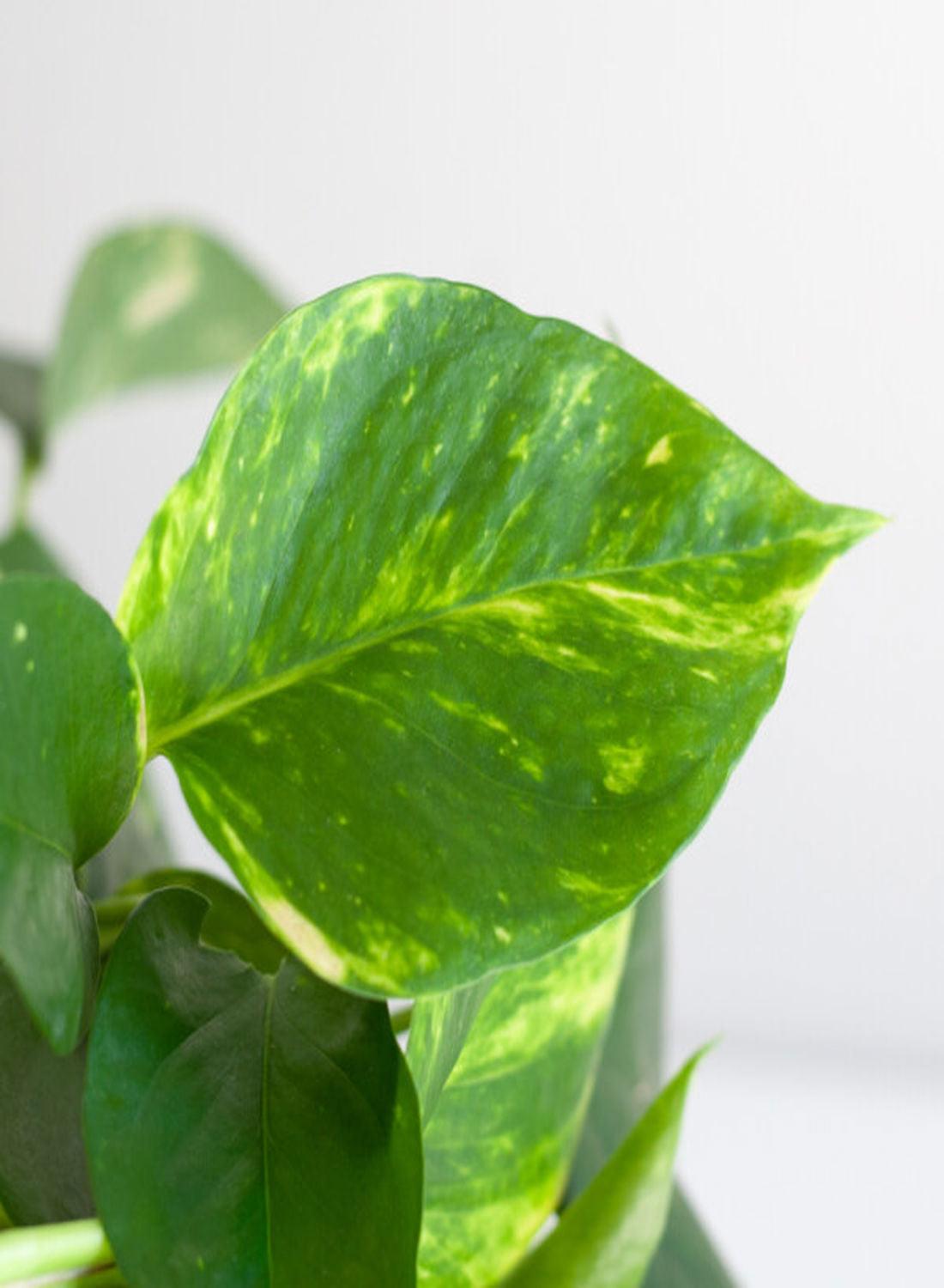Golden Pothos - Askılı Patos Salon Sarmaşığı (40-50 cm) | Doğayı Evinize Taşıyın!