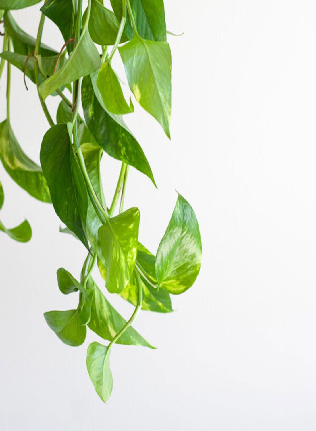 Golden Pothos - Askılı Patos Salon Sarmaşığı (40-50 cm) | Doğayı Evinize Taşıyın!
