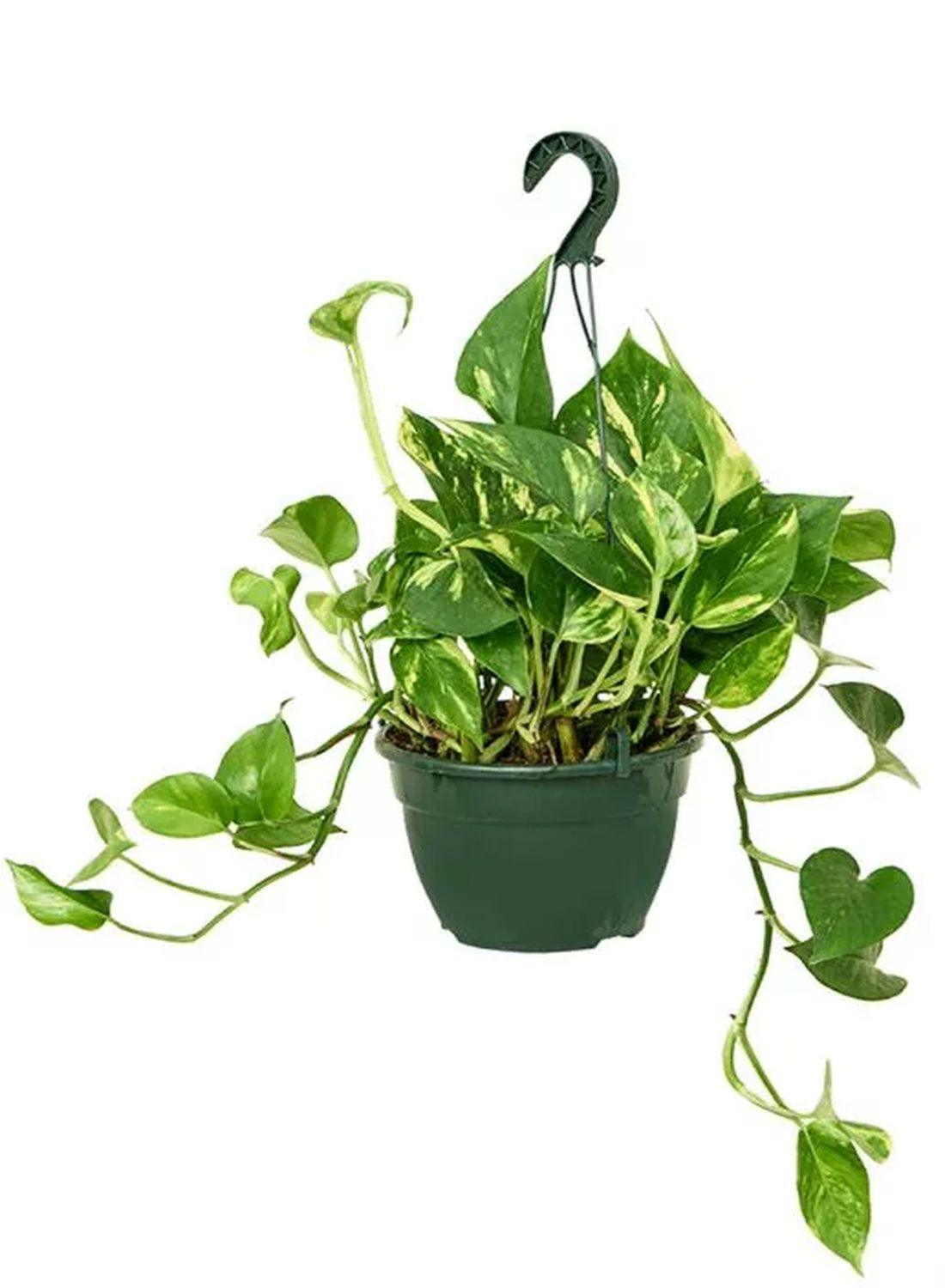 Golden Pothos - Askılı Patos Salon Sarmaşığı (40-50 cm) | Doğayı Evinize Taşıyın!