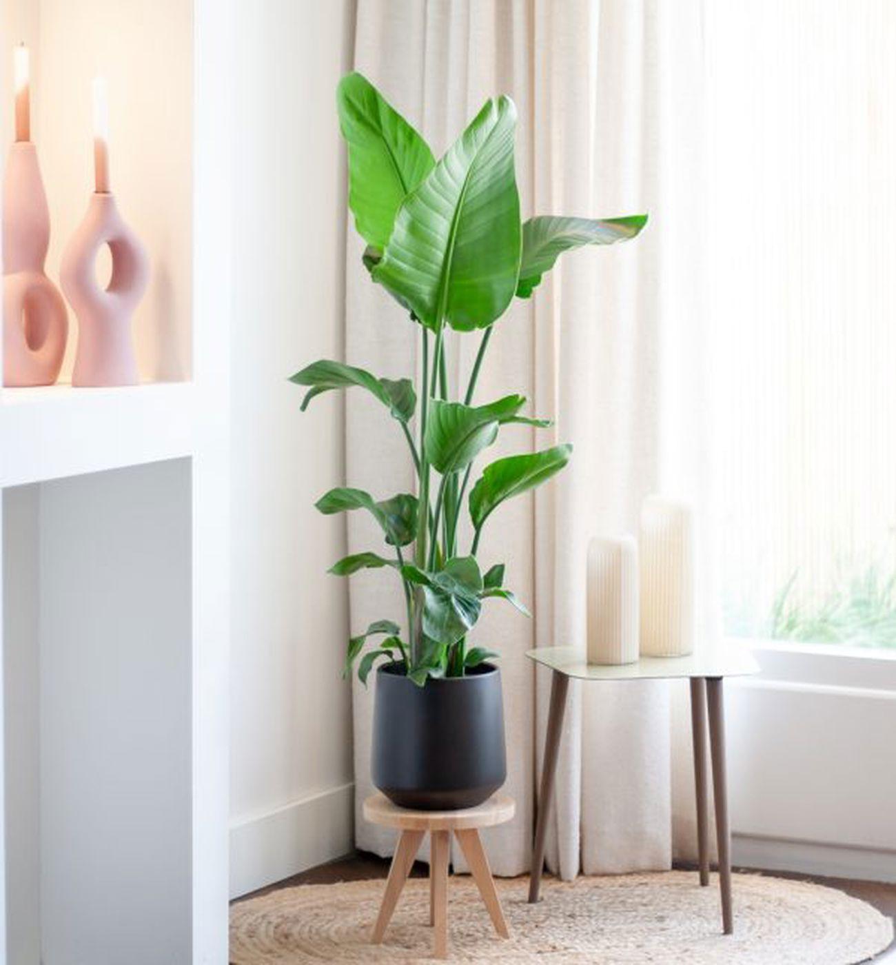 Cennet Kuşu Çiçeği - Strelitzia Nicolai 3 Köklü XL 120-130 cm | Tropik Dekorasyon İçin Mükemmel Seçim"