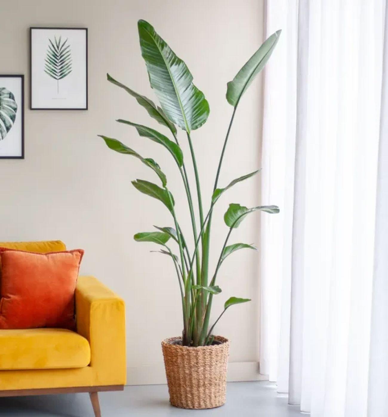 Cennet Kuşu Çiçeği - Strelitzia Nicolai 3 Köklü XL 120-130 cm | Tropik Dekorasyon İçin Mükemmel Seçim"