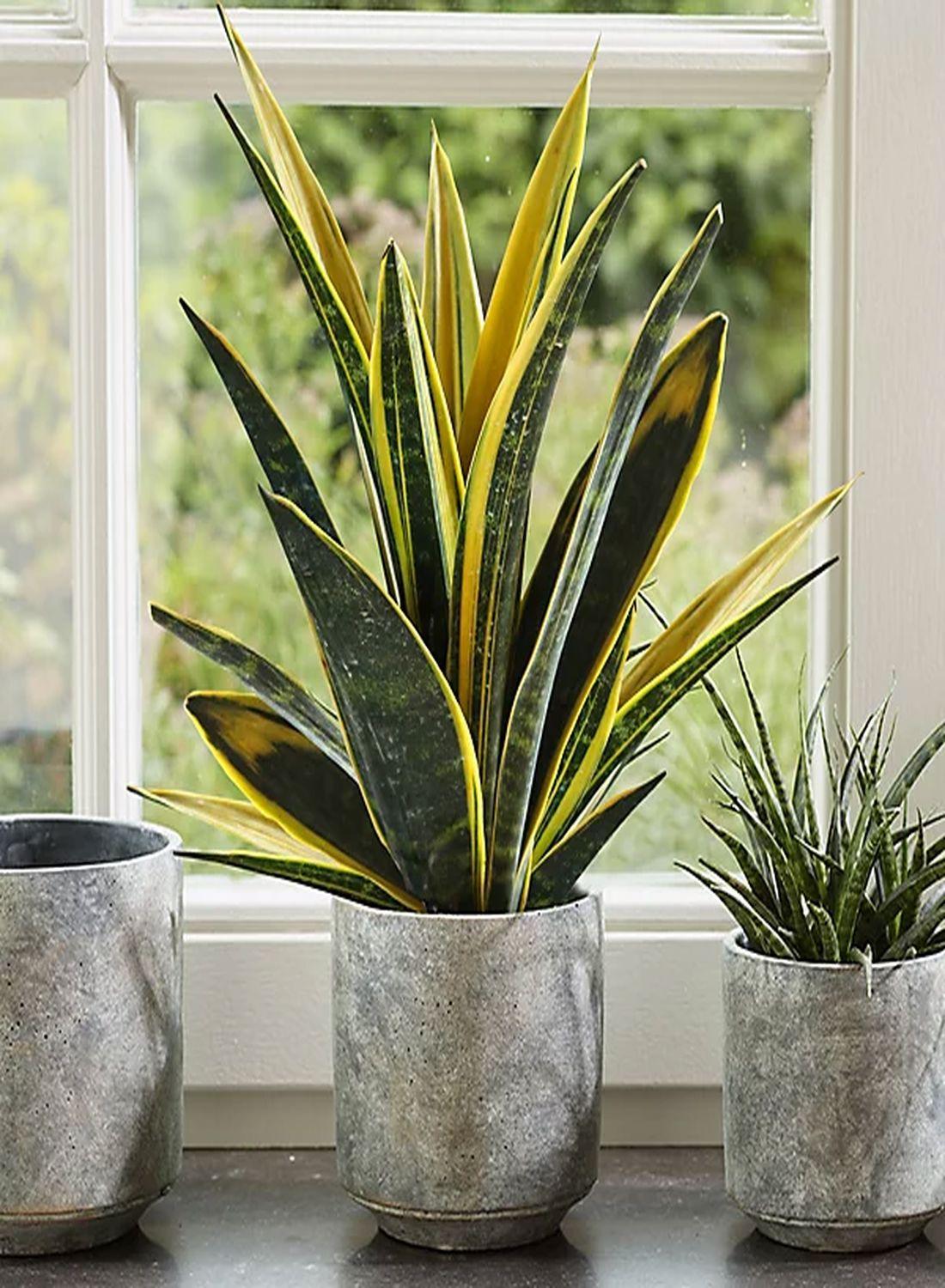 Sansevieria Golden Flame(Özel Tür) 60-70 cm - Paşa Kılıcı Çiçeği İç Mekan Dekorasyonu İçin Şık Seçenek