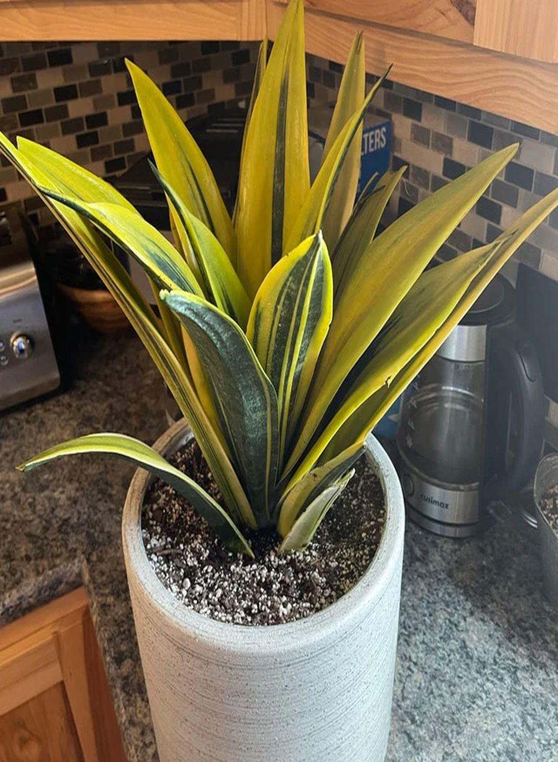 Sansevieria Golden Flame(Özel Tür) 60-70 cm - Paşa Kılıcı Çiçeği İç Mekan Dekorasyonu İçin Şık Seçenek