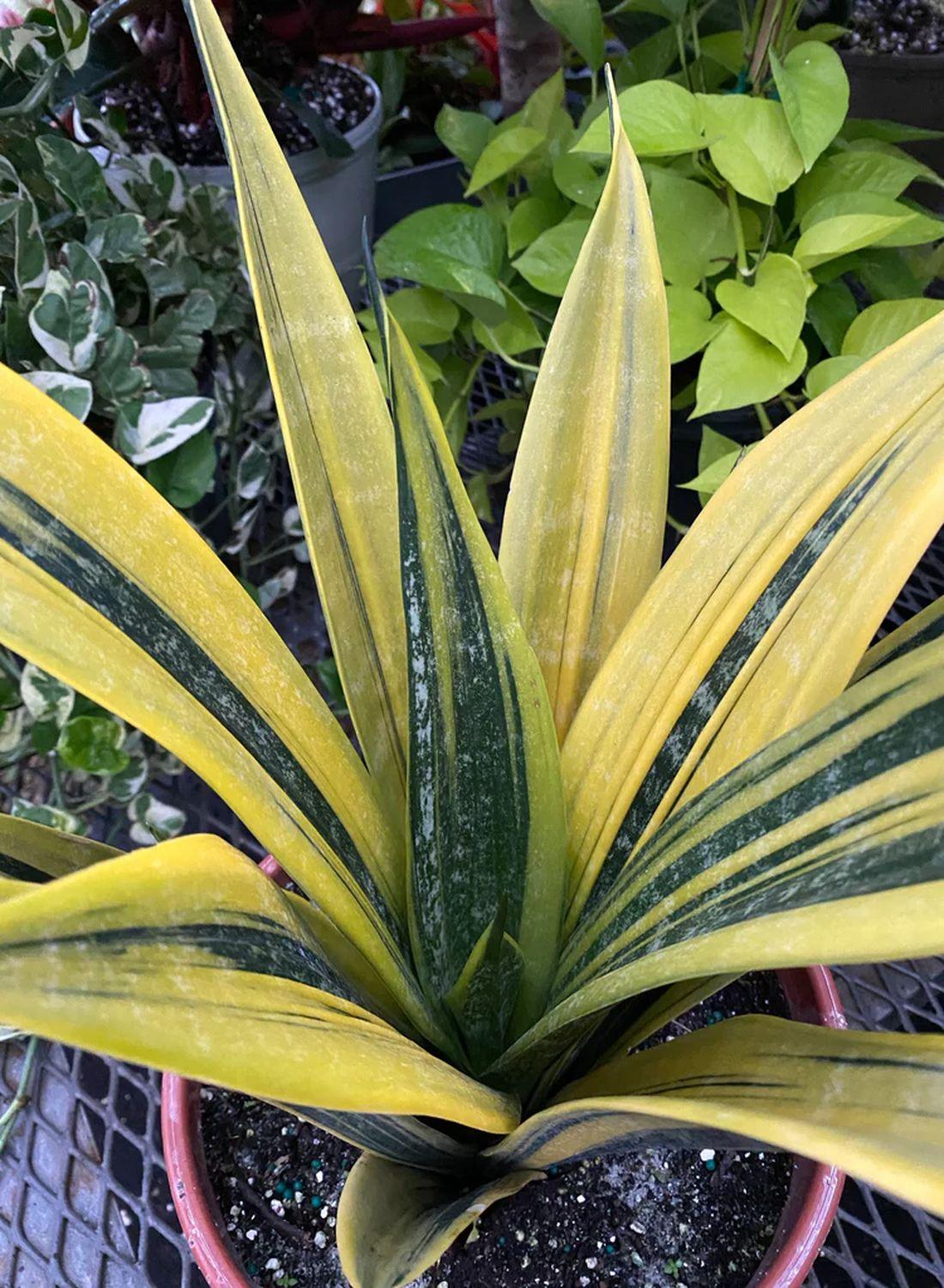 Sansevieria Golden Flame(Özel Tür) 60-70 cm - Paşa Kılıcı Çiçeği İç Mekan Dekorasyonu İçin Şık Seçenek