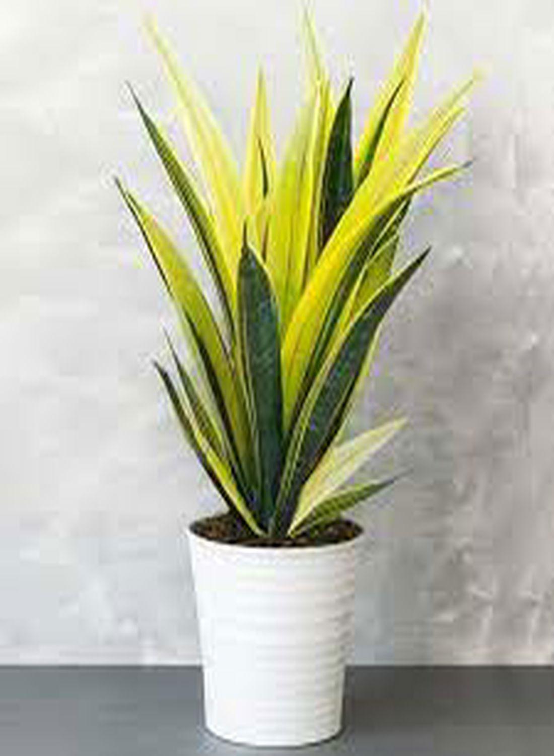 Sansevieria Golden Flame(Özel Tür) 60-70 cm - Paşa Kılıcı Çiçeği İç Mekan Dekorasyonu İçin Şık Seçenek
