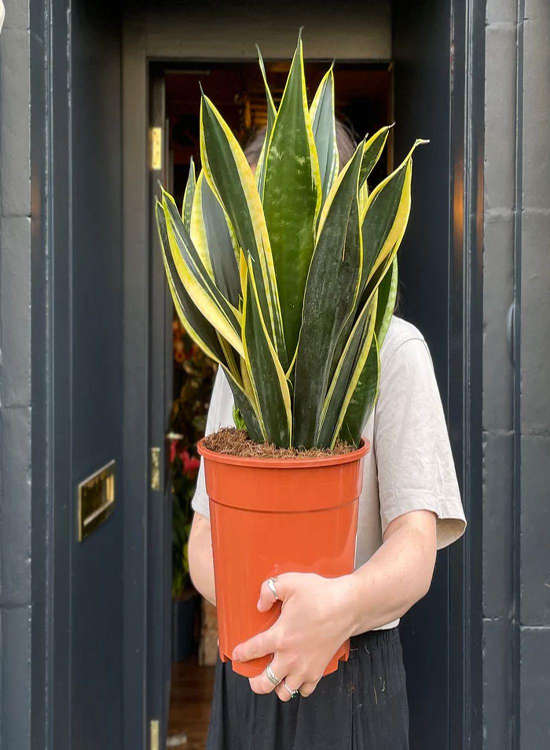 Sansevieria Golden Flame(Özel Tür) 60-70 cm - Paşa Kılıcı Çiçeği İç Mekan Dekorasyonu İçin Şık Seçenek