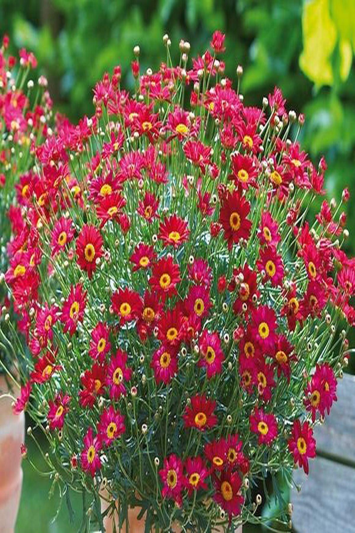 10 Adet"Şarap Kırmızı Çeşme Papatyası - Mini Saksı 5-10 cm (Aramis Wine Red)