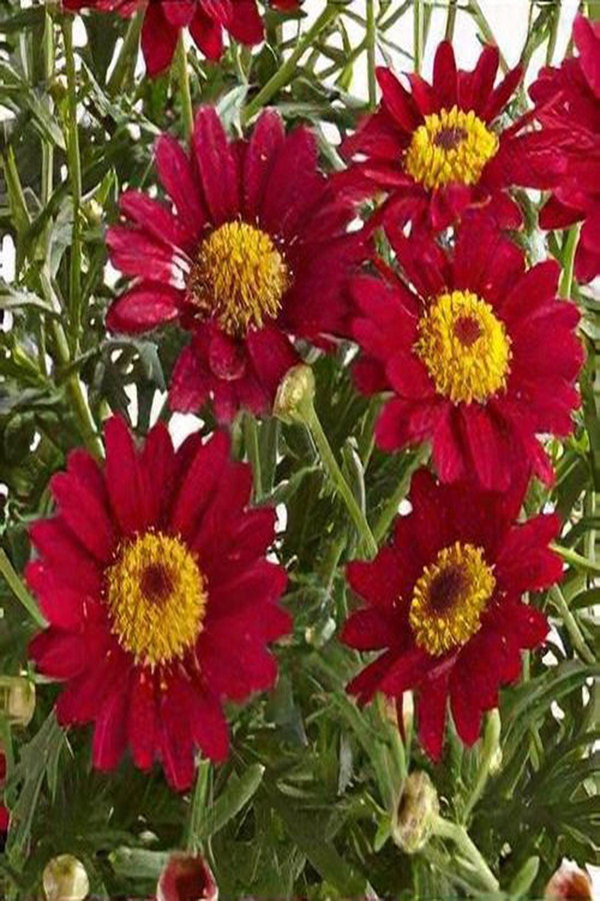 10 Adet"Şarap Kırmızı Çeşme Papatyası - Mini Saksı 5-10 cm (Aramis Wine Red)