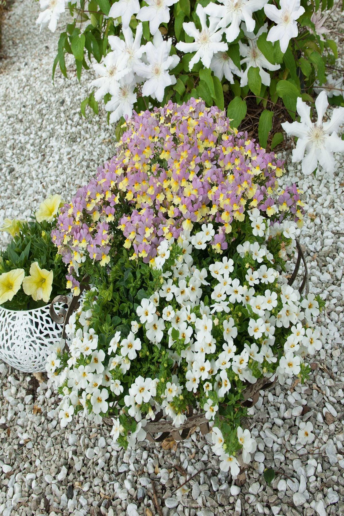 10 Adet Nemesia Mareto Pink & Lemon Fidesi (Nemezya Çiçeği) Fidesi(6-10cm)- Renkli Bahçeler İçin Muhteşem Bir Seçim!
