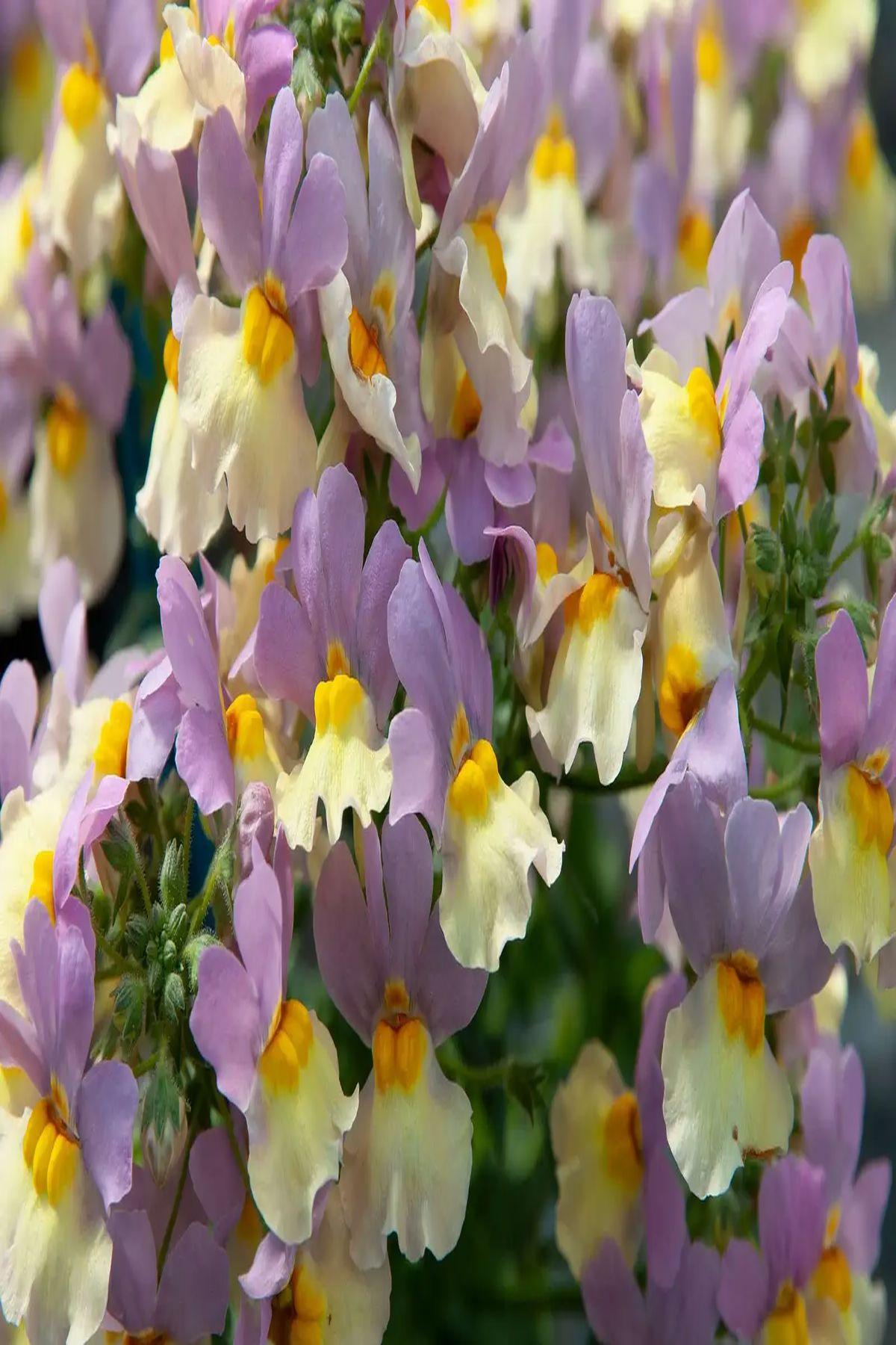 10 Adet Nemesia Mareto Pink & Lemon Fidesi (Nemezya Çiçeği) Fidesi(6-10cm)- Renkli Bahçeler İçin Muhteşem Bir Seçim!