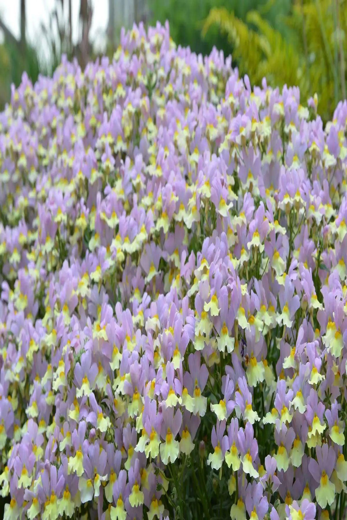 10 Adet Nemesia Mareto Pink & Lemon Fidesi (Nemezya Çiçeği) Fidesi(6-10cm)- Renkli Bahçeler İçin Muhteşem Bir Seçim!